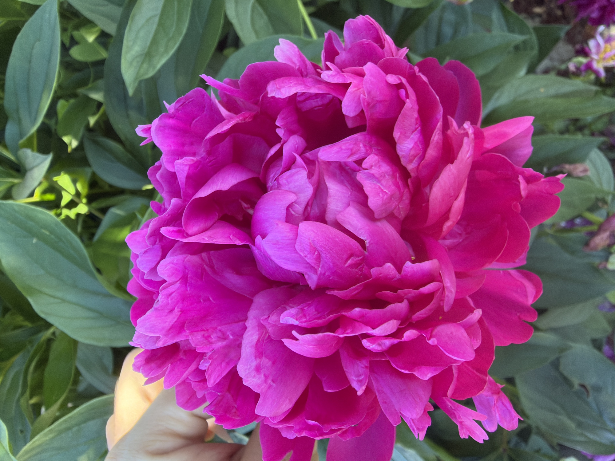 A close-up, vertical, outdoor, natural light photograph showcases a fully bloomed, vibrant fuchsia peony flower. The peony's dense, layered petals fill the majority of the frame. To the left of the peony, a portion of a person's hand is visible, with fingers gently touching the outer petals. The background consists of lush, green foliage, typical of a garden setting. The scene is likely located in a garden in Karachino, Russia, given the context.