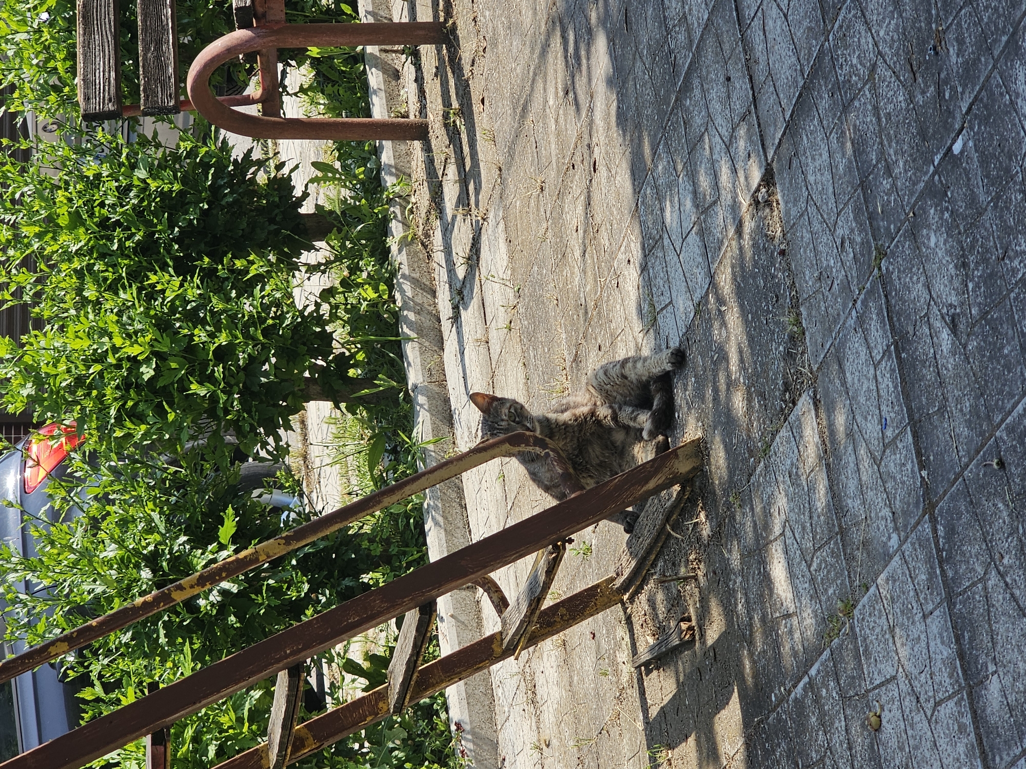The image depicts an outdoor scene in the city of Unknown, Unknown, featuring a grey tabby cat seated on a paved surface. The cat is positioned to the right of a dilapidated, rusted metal structure resembling a ladder or part of a swing set, leaning against one of its vertical bars. Its front paws are tucked, and its body is partially reclined, with its gaze directed towards the viewer. The structure consists of two main parallel rusty brown metal bars, with several weathered wooden planks attached horizontally as steps; one plank is detached and lies on the ground to the left of the cat.
The ground is covered with grey, rectangular concrete pavers, showing signs of wear and embedded dirt, with sparse weeds and dry grass growing between the cracks. A concrete curb runs horizontally across the mid-ground, separating the paved area from a dense row of vibrant green bushes beyond. In the upper left background, partially obscured by the bushes, is the rear section of a dark-colored vehicle, revealing a red taillight. To the right, another section of a rusted metal frame and part of a wooden park bench are visible behind the bushes. Strong sunlight casts distinct shadows across the paved ground, originating from the upper left.