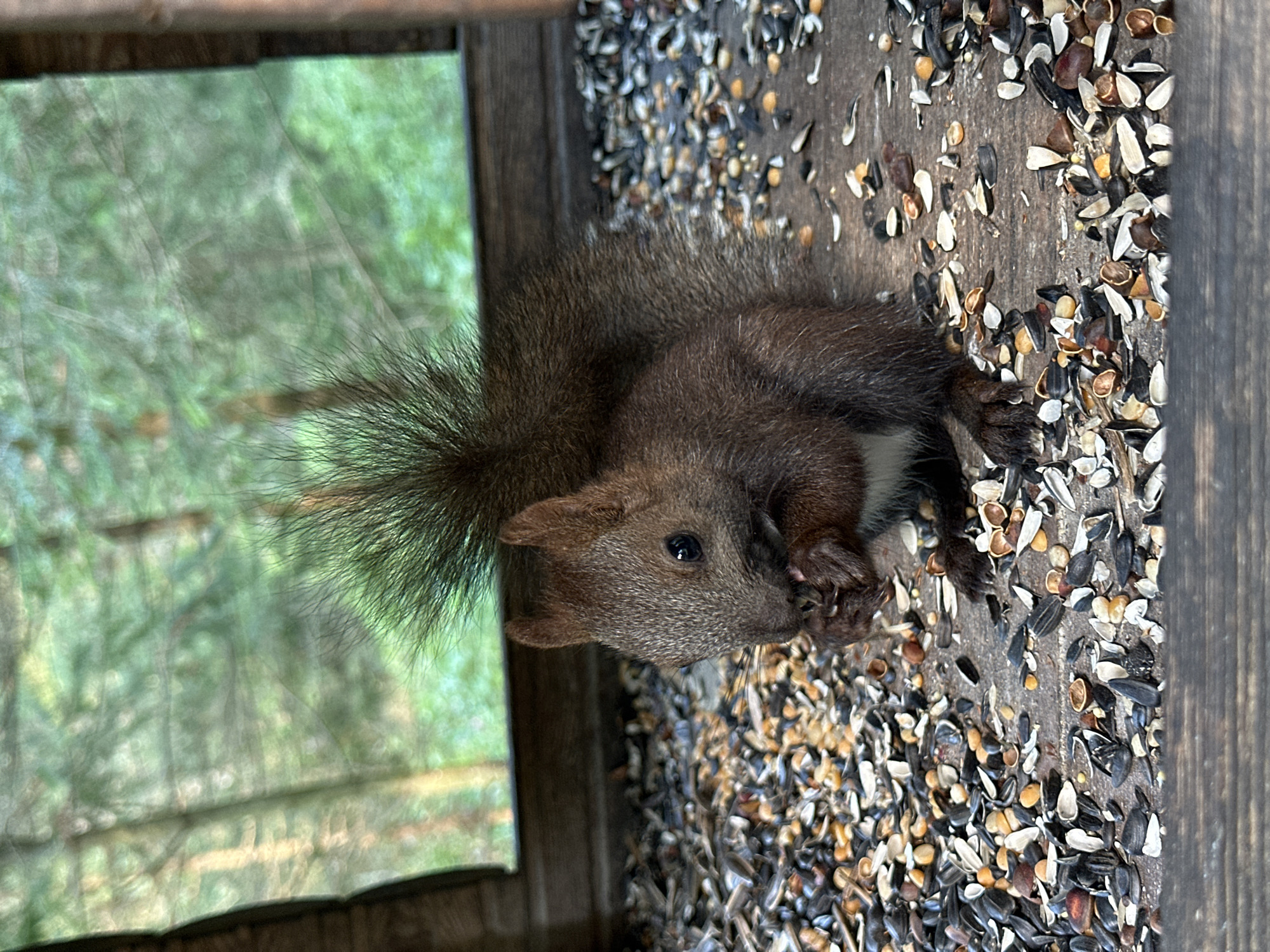 A close-up, eye-level shot shows a red squirrel eating seeds from a wooden bird feeder in a forest setting. The squirrel, facing left, is brown with a bushy tail and is holding a seed in its front paws. The bird feeder is filled with a variety of seeds, and its wooden construction is visible. Behind the feeder, a blurred background of green trees suggests an outdoor environment.