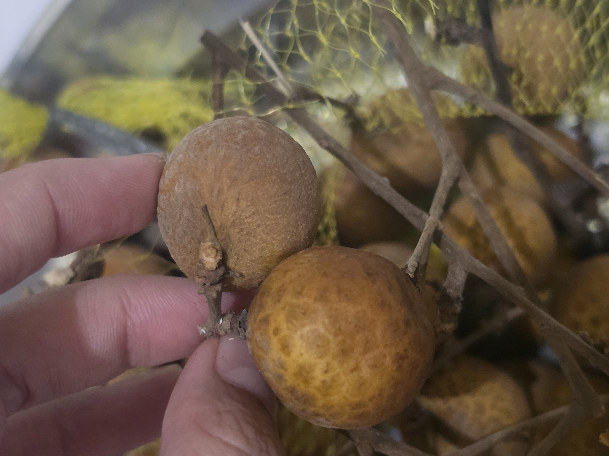 A close-up shot shows a hand holding two longan fruits still attached to a twig. The longans are round with a brownish exterior, one appearing more textured and slightly darker than the other. Several other longans are visible in the background, along with thin brown twigs and a section of yellow netting. The scene suggests the longans have recently been harvested or are being prepared for consumption. While the location is mentioned, Pintomakmur, Indonesia, there is no visible information in the image to specifically confirm or refute this.