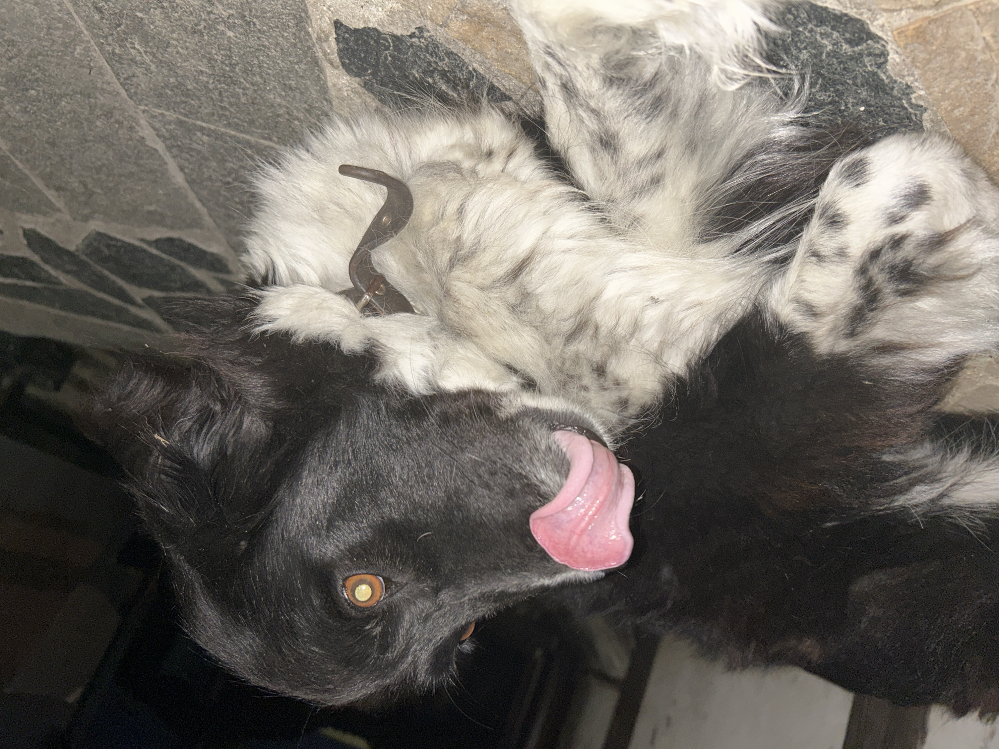 A black and white dog is captured lying on its back on a textured, possibly stone or concrete, surface. Its head is turned towards the camera, and its pink tongue is extended and curled upwards. The dog has expressive brown eyes with visible reflections, set against its predominantly black facial fur. Large patches of white, fluffy fur with dark speckles and spots cover its chest and parts of its body and legs, contrasting with its darker fur. A brown leather collar with a metallic buckle is visible around its neck, partially obscured by the white fur. The setting appears to be dimly lit, possibly indoors or at night, with an indistinct dark background. The ground features various shades of grey, indicating a patterned or tiled surface. The dog's posture and extended tongue suggest a moment of relaxation, playfulness, or perhaps licking its nose. There is no visible text.