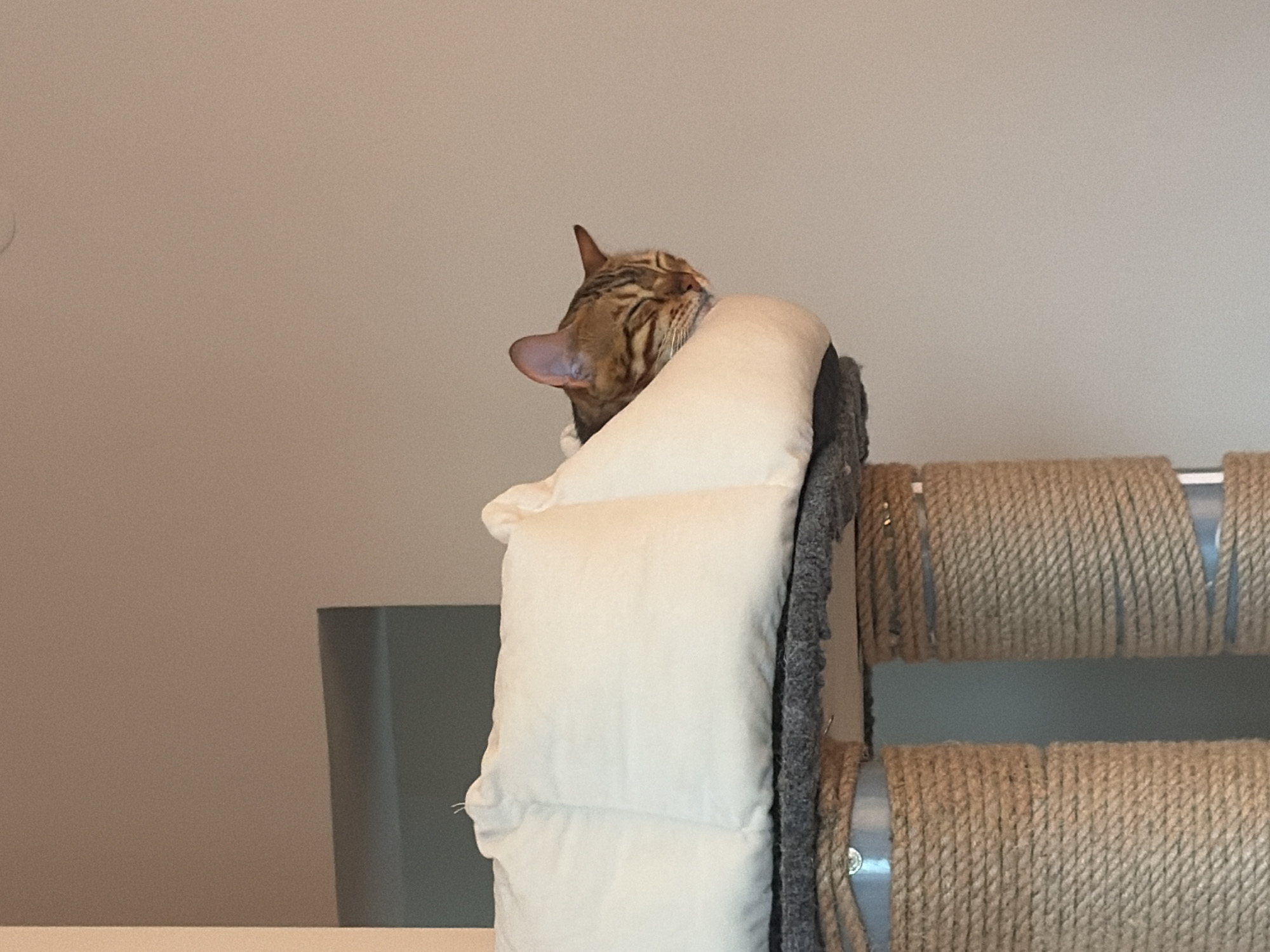 A Bengal cat rests on a white pillow atop a cat tree with sisal rope scratching posts. The background features a light beige wall. The photo's location in Krasnoyarsk, Russia, is unsupported by visual evidence.