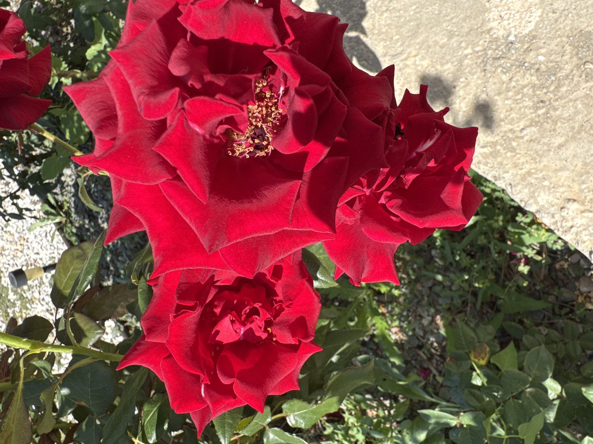 A close-up, high-angle shot shows a cluster of red roses with multiple layers of petals. The rose in the center and right of the frame is fully open, revealing its stamens and pistils. The rose to the left is also open, while a third rose at the bottom is partially open. The roses are set against a background of green foliage and a light-colored concrete surface. In the upper left corner, a thin black solar light is visible, partially obscured by foliage. The scene appears to be outdoors in a garden setting.