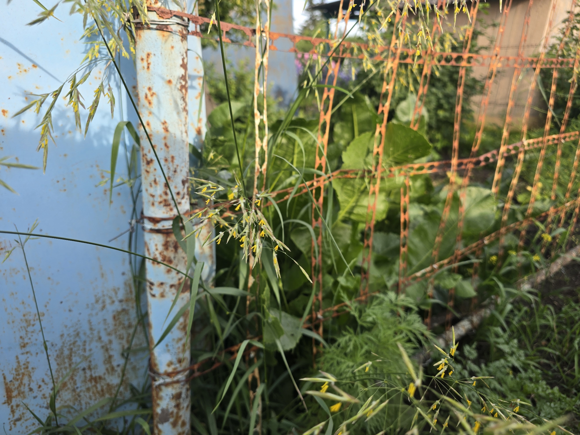 A close-up, eye-level shot focuses on tall, green grass with small yellow flowers growing in front of a rusty metal fence and a blue, weathered metal surface. The metal surface, likely a part of a building or structure, exhibits extensive rust and discoloration. The fence, a vibrant orange with a diamond pattern, is positioned behind the grass and appears to be in a state of disrepair. Lush green foliage and leaves are visible through the fence, suggesting a garden or overgrown area. The background is blurred, with hints of more vegetation and structures. The scene evokes a sense of neglect and the persistent growth of nature in an urban or semi-urban environment. This specific location is in the city of Chebarkul, Russia. No people are present in the image.
