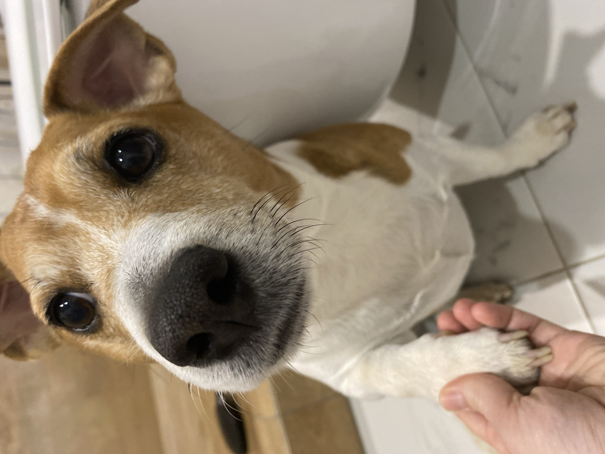 An eye-level shot captures a domestic dog, possibly a Jack Russell Terrier, looking directly at the camera with an endearing expression. The dog has short, light brown and white fur, with distinct brown patches on its head, ears, and back. Its large, dark eyes reflect ambient light, and its black nose is prominent with numerous fine whiskers. The dog's head is slightly tilted, conveying curiosity or affection.
One of the dog's white paws is being gently held by a human hand, suggesting an intimate interaction between the pet and its owner. The hand has a fair skin tone, and the dog's claws are visible.
The setting appears to be indoors, likely a bathroom or utility area, indicated by a light-colored tiled floor with visible grout lines. In the blurred background, a large white object resembling a toilet or sink fixture can be seen. The lighting is artificial indoor light. There is no visible text in the image.
The image conveys a moment of connection and affection between a dog and a human. The location context provided is Chaikovsky, Russia, though this is not visually discernible from the image itself.