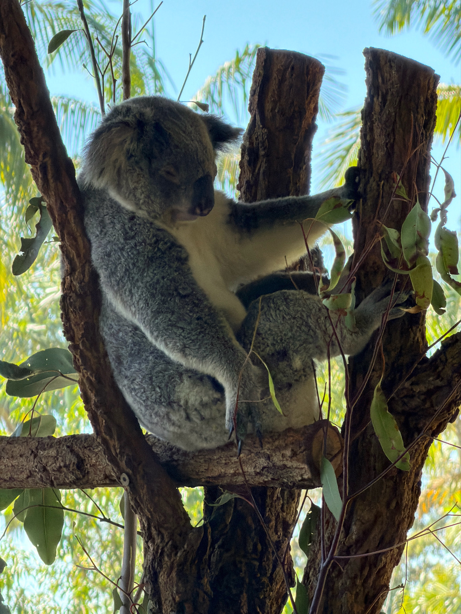 A koala is perched on a tree branch in Beerwah, Australia. The koala is grey and white with its eyes closed, appearing to be asleep. It is resting in the fork of a tree, with its limbs wrapped around the branches. The tree has rough, brown bark and is surrounded by green foliage and a bright blue sky. The koala is positioned in the center of the frame, with the branches and leaves creating a natural framing effect. The lighting suggests it is daytime, and the overall atmosphere is peaceful.