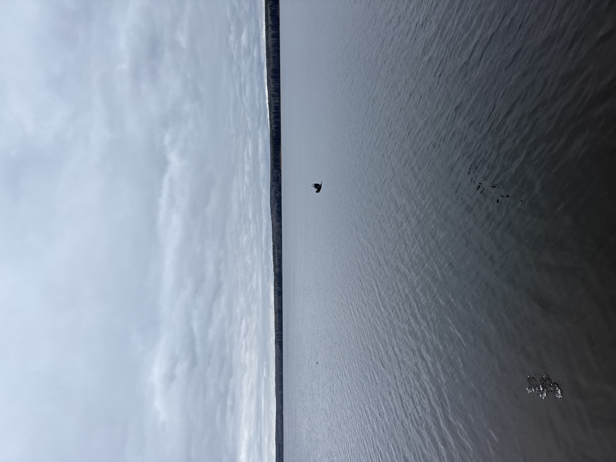 The image depicts a body of water, likely a river or a large lake, under an overcast sky. A line of trees is visible in the center, likely a shore or a strip of land dividing the water body. A dark bird is in flight over the water, and there are ripples or formations on the water surface, potentially indicating movement or shallow areas. Based on the prompt, this is most likely a view in or near the city of Chaikovsky, Russia.