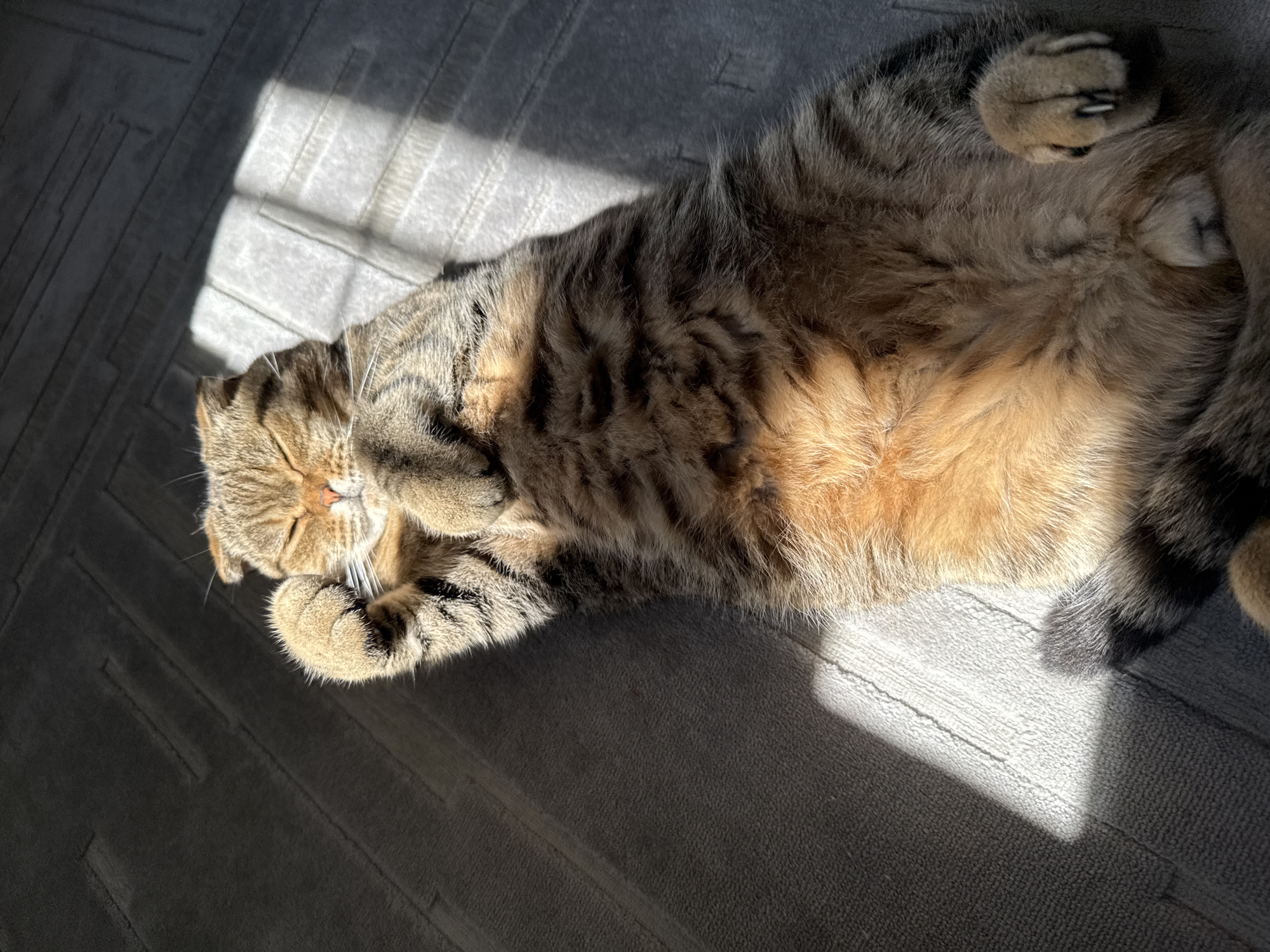 A tabby cat with folded ears is lying on its back on a gray carpet, basking in a patch of sunlight. The cat's eyes are closed, and its paws are relaxed, one raised slightly towards its face. The carpet has a textured pattern. Sunlight casts strong shadows across the scene, indicating it's likely daytime. The location in the city of Солонешное, Russia, is not discernible from the image.
