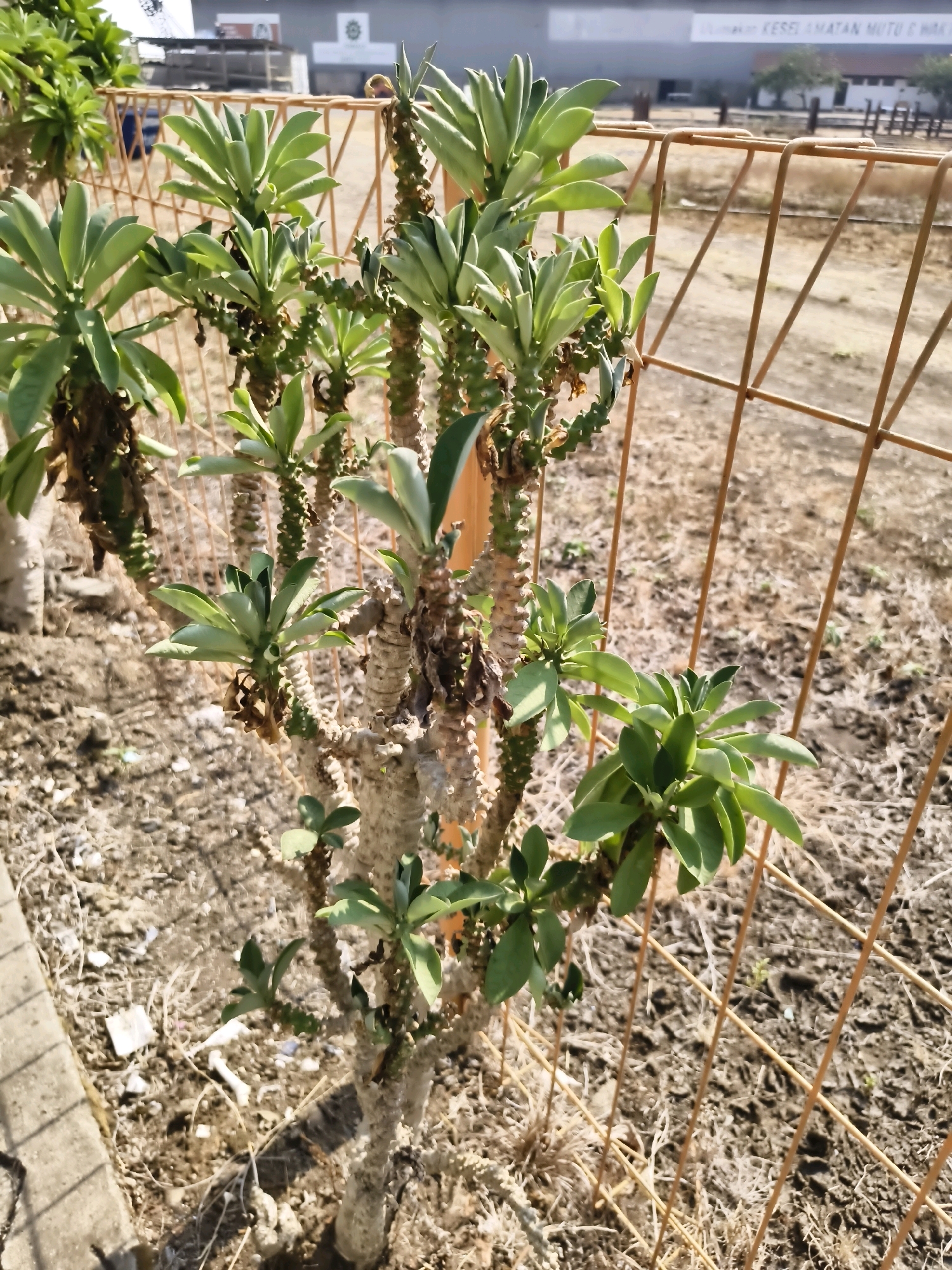The image shows a succulent plant with thick, segmented stems and green leaves, growing outdoors near a wire fence in Salira, Indonesia. The ground is dry and dusty, with scattered debris. In the background, buildings and trees are visible under a bright sky. The plant appears to be healthy, with new growth at the tips of its branches. The scene suggests a dry, possibly arid environment.