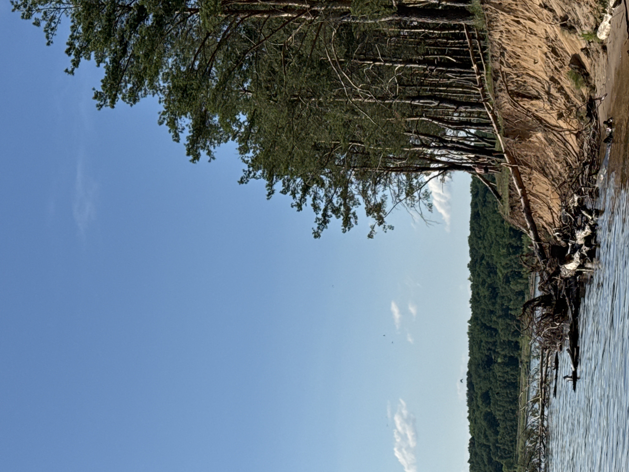 The image depicts a natural scene along the edge of a body of water. The foreground on the right shows rippling water with several pieces of driftwood and debris scattered along the shore and in the water. A steep, sandy embankment with exposed tree roots rises behind the water's edge, lined with a dense forest of tall, slender pine trees. The trees are tightly packed, with their branches and needles creating a textured, dark green canopy against a bright blue sky.
The sky itself is clear and vast, with a few wispy white clouds scattered across it. The scene is illuminated by bright daylight, suggesting it is daytime. The overall atmosphere is peaceful and serene, with the natural elements of water, sand, trees, and sky dominating the view. There is no text visible in the image. The perspective suggests the photo was taken from the water, looking towards the shore, or from a slightly elevated position on the shore looking out.