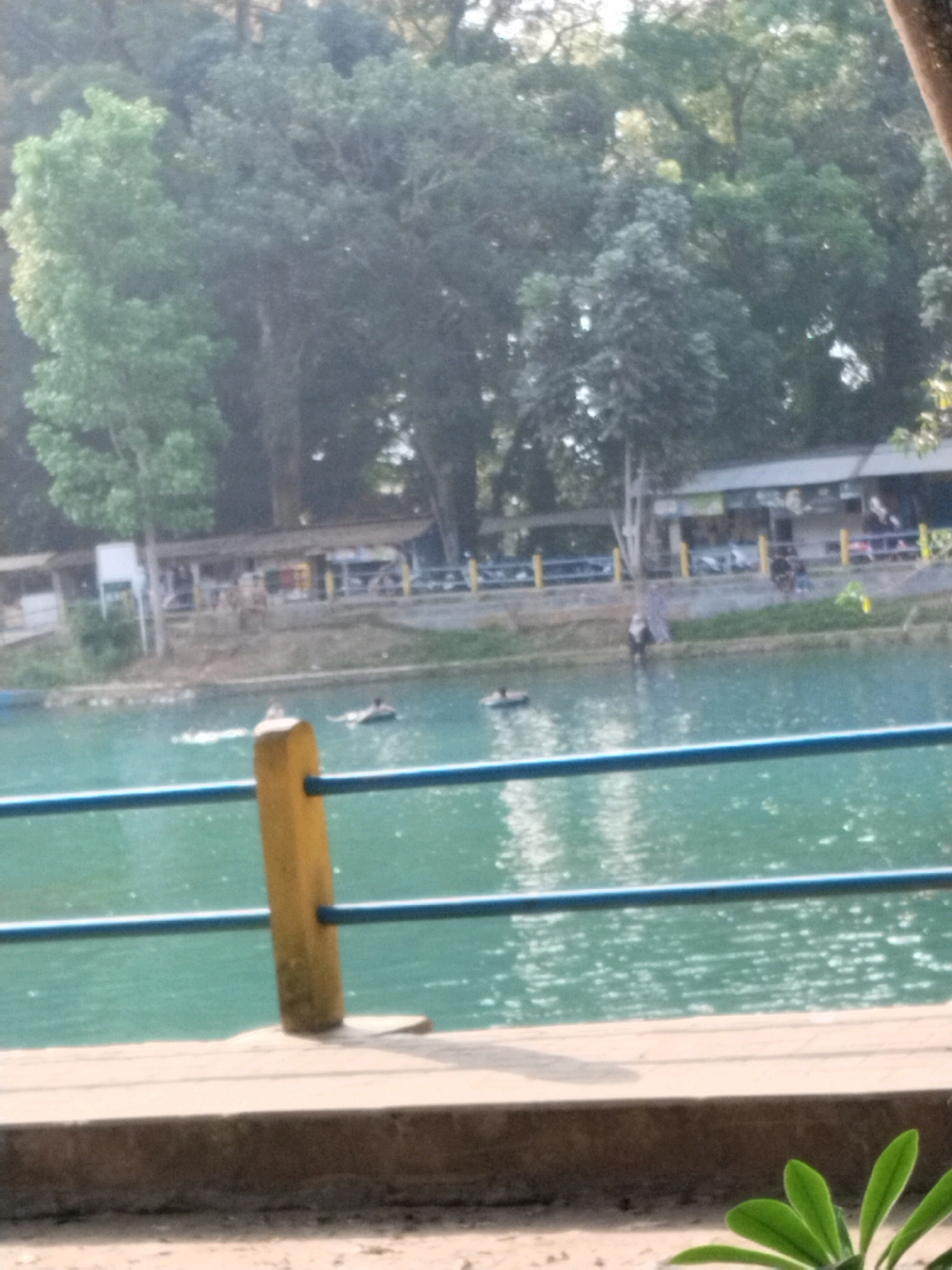 The image depicts a serene natural scene at a tourist destination in Ciomas, Indonesia. The foreground features a concrete ledge with a brown texture, bordering a body of calm, turquoise water. A yellow post and blue railings are visible, separating the viewer from the water. In the water, a person is seen swimming, accompanied by a black inflatable ring, suggesting recreational activity. The middle ground showcases a lush green embankment lined with trees. Beyond the embankment, a row of buildings with corrugated roofs is visible, likely shops or food stalls, suggesting a commercial area catering to tourists. The background is dominated by dense foliage and trees, indicating a natural, possibly forested environment. The lighting suggests it is daytime, with sunlight casting subtle reflections on the water's surface.