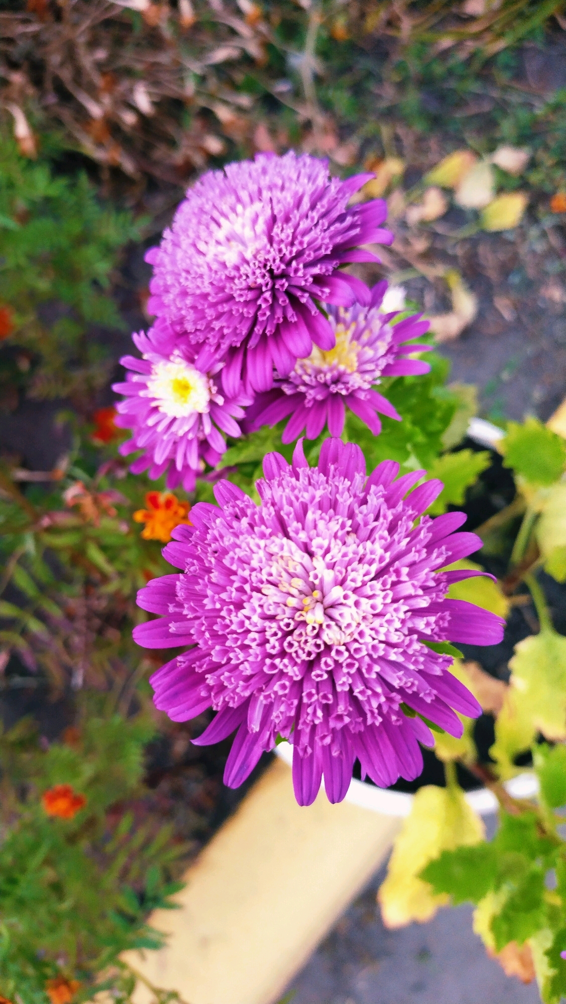 In Horishni Plavni, Ukraine, this photograph captures a close-up view of several vibrant purple asters blooming in an outdoor setting. The asters, with their densely packed petals and delicate yellow centers, are the primary subjects. Some of the flowers are in sharp focus, while others are slightly blurred, creating a sense of depth. The background is a mix of green foliage, dry leaves, and a hint of an orange flower, suggesting an autumnal garden environment. A light-colored object, possibly a planter or a bench, is visible in the lower portion of the image. No people or animals are present in the scene.