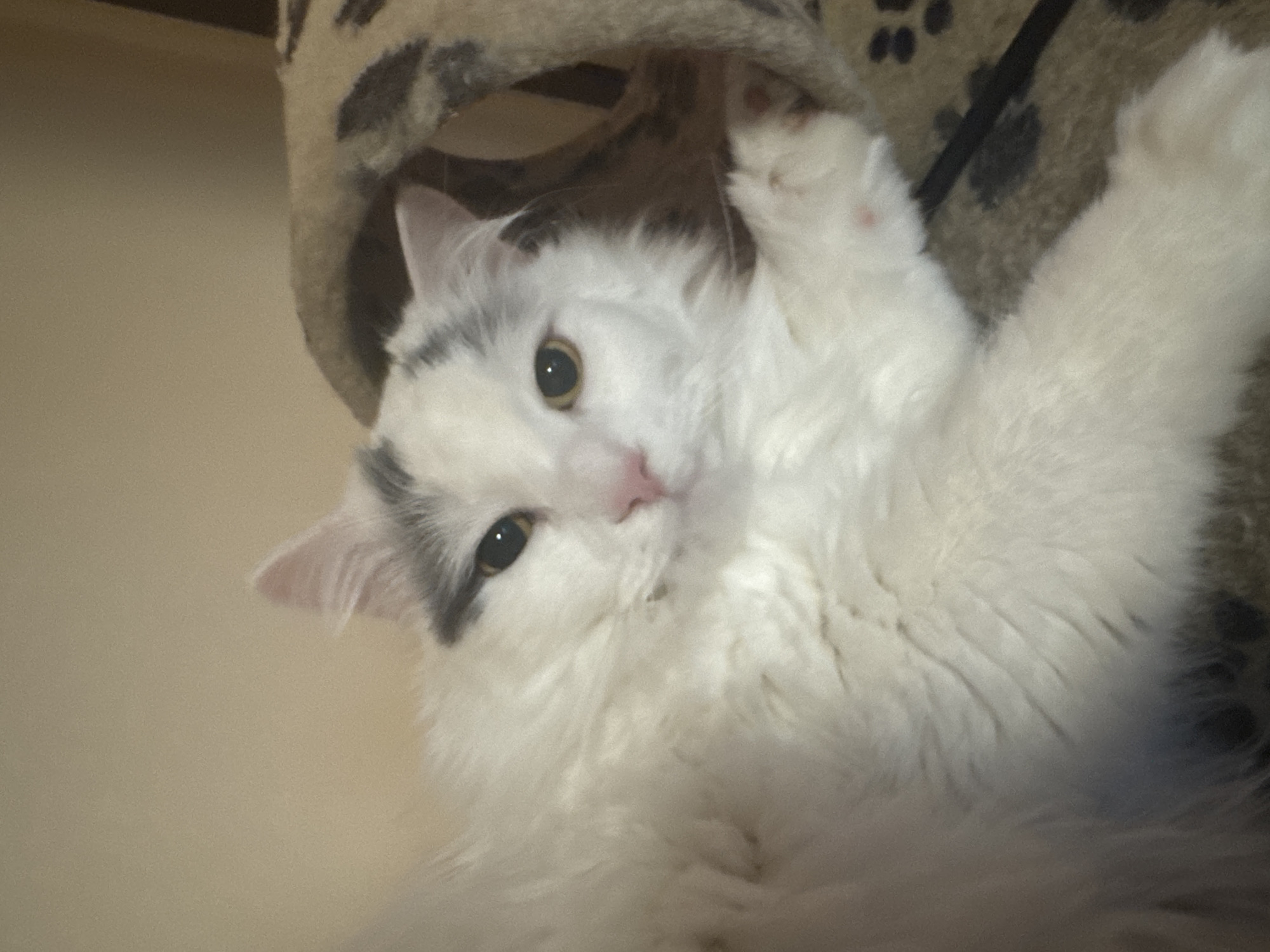 A fluffy, primarily white cat with patches of gray on its head is seen close-up. The cat is indoors and appears to be playing or resting within a cat tree or climbing structure covered in a beige and gray leopard print fabric. One of the cat's paws is raised, suggesting movement. The cat has yellow-green eyes and a pink nose. The background consists of a light beige wall. No location information is available in the image.