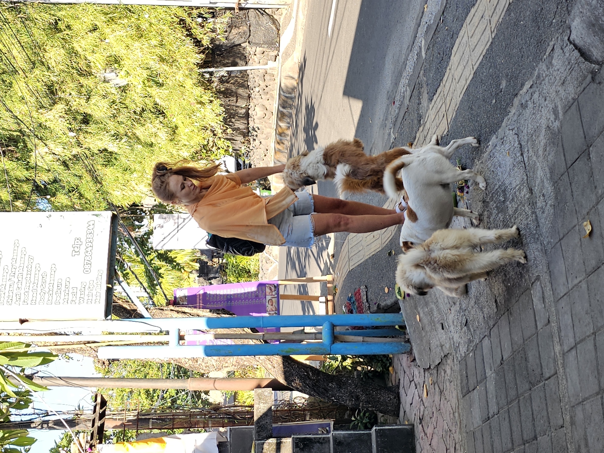 In Denpasar, Indonesia, a woman with reddish-blonde hair pulled back in a bun, wearing an orange shawl and denim shorts, interacts with three dogs on a sidewalk next to a street. One dog, mostly brown and white, is standing on its hind legs, reaching up towards the woman. Another dog, white with brown markings, is in the foreground, facing away from the camera. A third dog, a fluffy tan and white dog, is also in the foreground, facing away from the camera and slightly to the right. The woman is looking down at the dogs. Behind them, a sign lists various spa services and a phone number. Lush green foliage and trees line the street, and the scene is illuminated by bright sunlight. The sidewalk is made of interlocking gray pavers, and a stone wall is visible further down the street. The environment appears to be a busy street or commercial area.