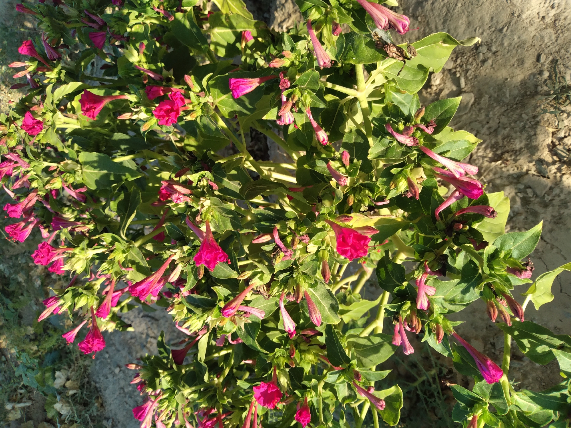 This is a close-up, eye-level, outdoor photograph of a bush with numerous vibrant magenta and deep pink trumpet-shaped flowers. The flowers are in various stages of bloom, with some fully open and others still in bud. The foliage is a lush green, with broad, ovate leaves. The bush is situated in what appears to be a garden or natural setting, with dry, sandy ground visible in the foreground and blurred green vegetation in the background. The lighting suggests it is late afternoon or early morning, with sunlight casting shadows and highlighting the textures of the leaves and petals. The image captures the delicate beauty and abundance of the flowering plant, with no people or man-made structures directly visible, implying a location that could be a park, garden, or undeveloped area within or near the city of Baki, Uzbekistan.