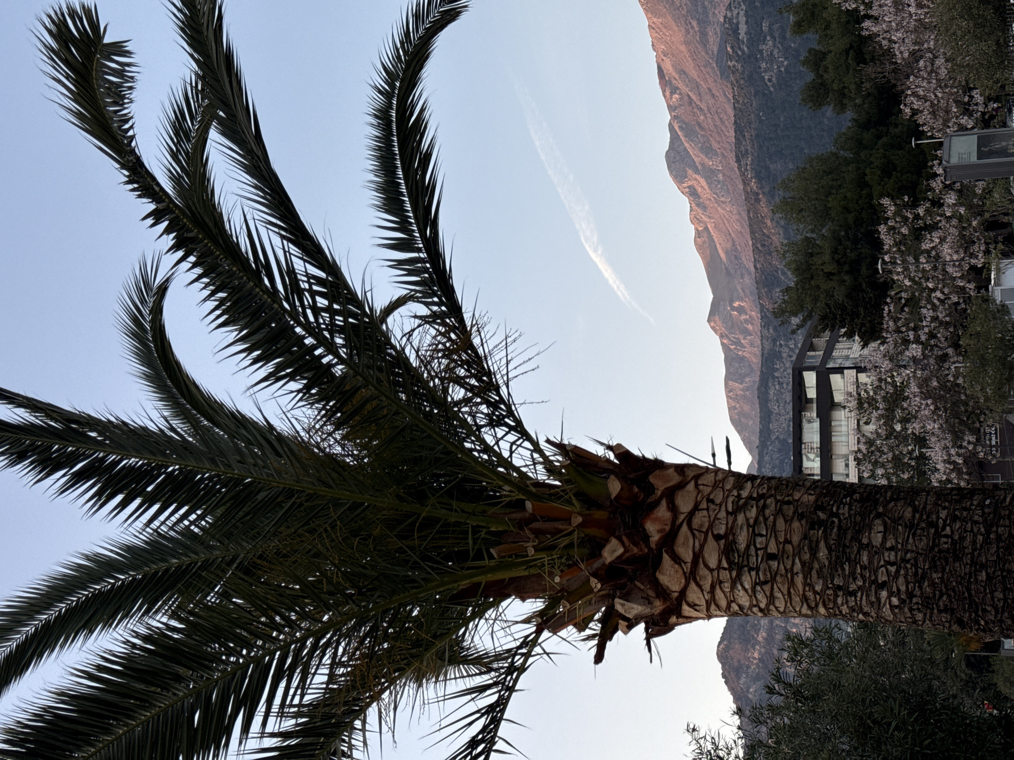 The image captures a scene in an urban environment, possibly a city. A prominent palm tree dominates the foreground, its fronds reaching towards a light blue sky marked with a single contrail. Behind the tree, a mountainous landscape stretches along the horizon. Closer to the middle-ground are buildings interspersed with trees in bloom, suggesting a residential or commercial area. The mountains in the background are bathed in the warm light of the setting or rising sun. The specific location is Unknown.