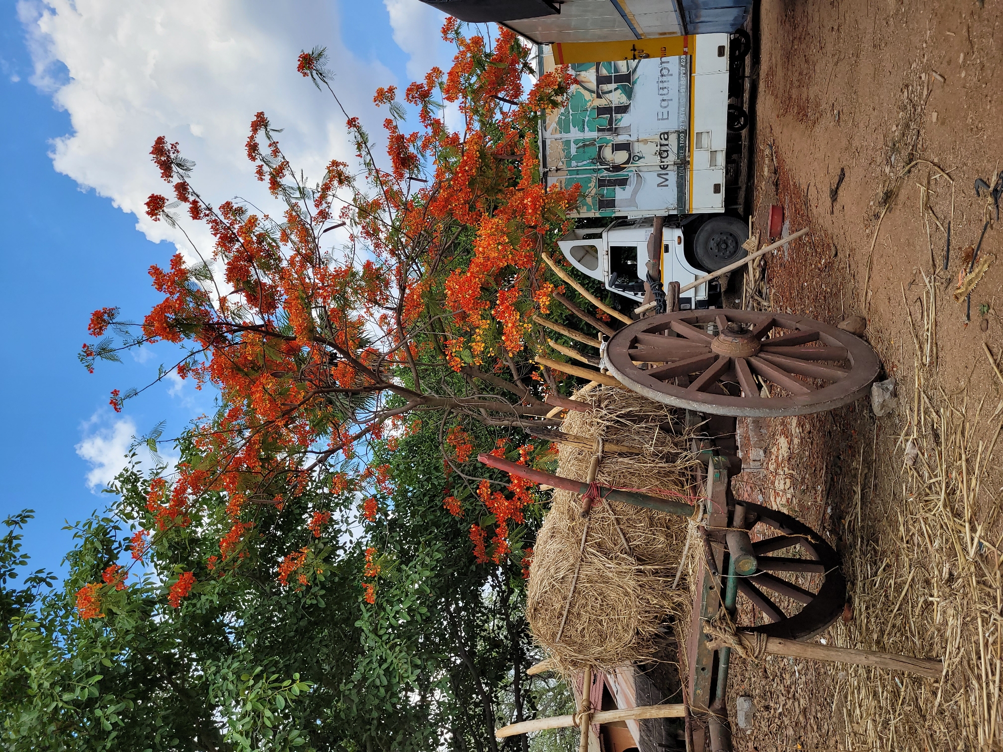 The image depicts a rural scene with a traditional wooden cart loaded with hay. The cart is positioned in front of a tree adorned with vibrant orange flowers, suggesting a tropical or subtropical environment. A commercial vehicle is parked in the background, partially obscured by the tree. The sky is blue with scattered clouds. The ground appears to be dry and dusty, consistent with a rural setting. The location is not explicitly stated in the image.