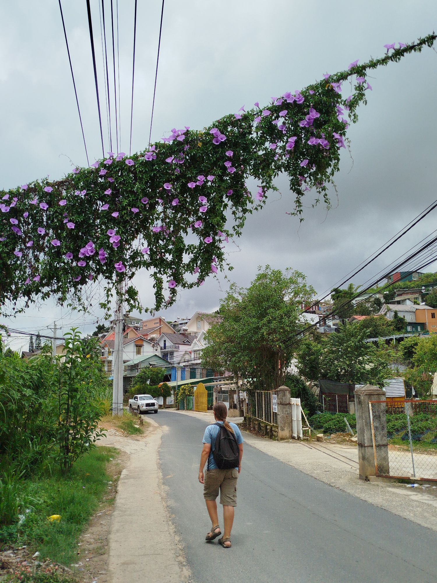 A person with brown hair tied back walks down an asphalt road in Da Lat, Vietnam. They are wearing a blue t-shirt and tan shorts with a black backpack. Purple flowers cascade from overhead wires, creating an archway over the road. Buildings with colorful roofs are visible in the background, nestled on a hillside. A white pickup truck is parked on the side of the road, and a white car is further down the road. The sky is overcast.