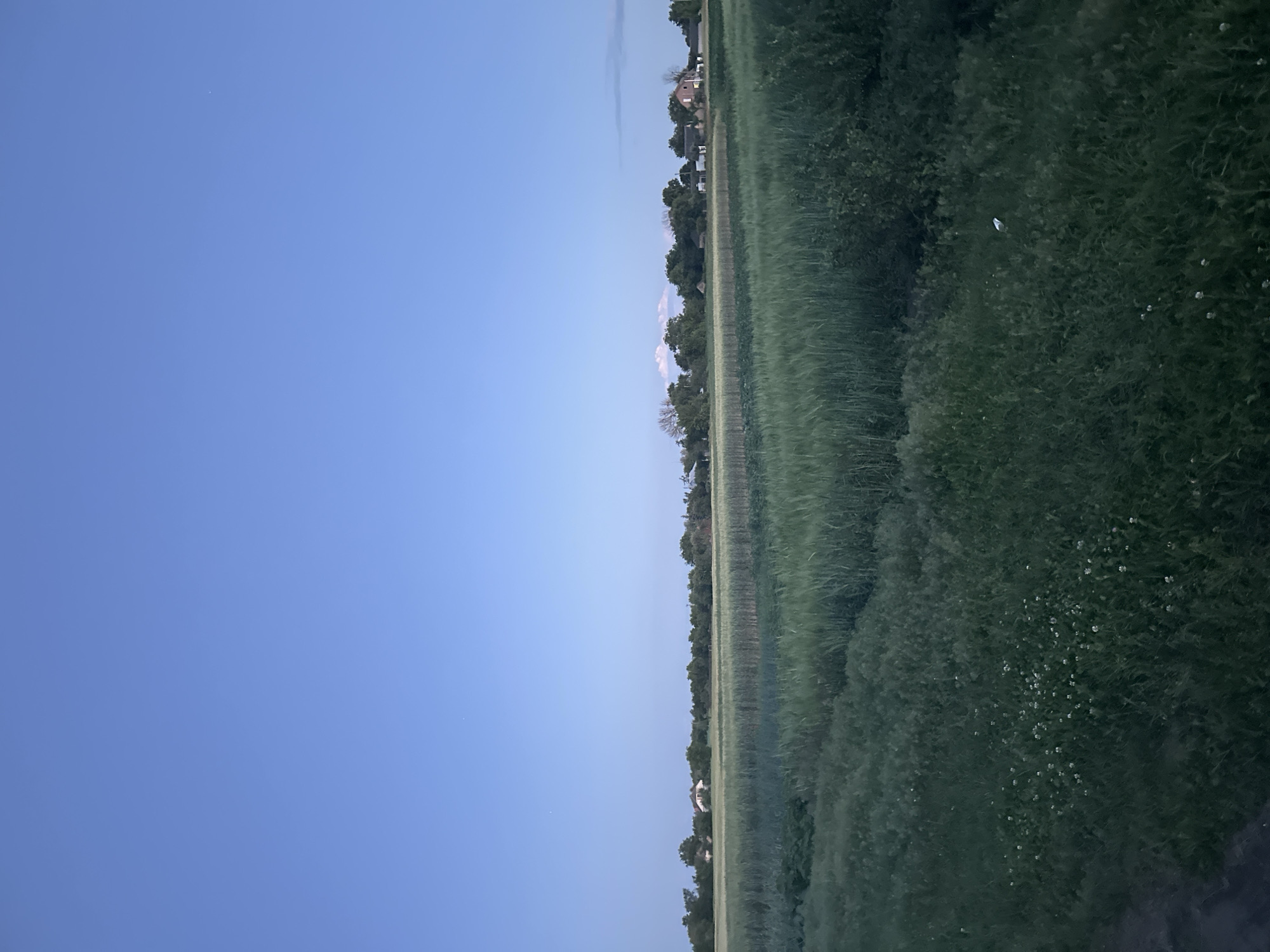 The image depicts a rural landscape on the outskirts of Ustyvytsia, Ukraine, under a clear blue sky. In the foreground, a dense field of tall green grass and some clover flowers occupies the lower portion of the frame. Beyond this field, a cultivated field with rows of crops is visible, transitioning to a line of trees that forms the horizon. Several houses and buildings are interspersed among the trees, suggesting a small settlement. A larger, reddish-brown building with a peaked roof is prominent on the right side of the treeline. The overall scene is serene and bathed in the soft light of early evening or late afternoon, with no people or animals clearly discernible in the image.