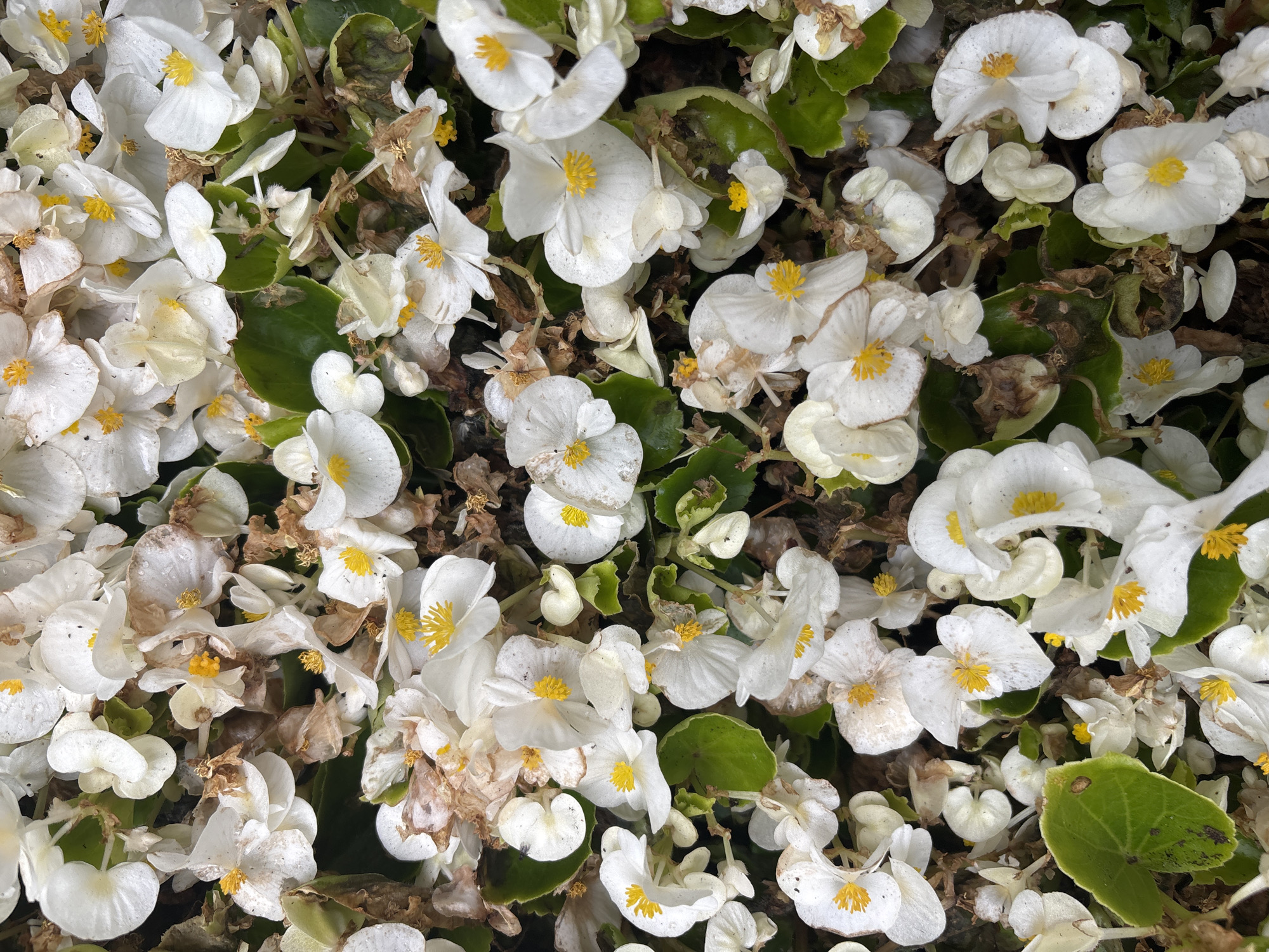 The image displays a dense cluster of white flowers with prominent yellow centers, identified as Begonia plants, situated in the city of Izhevsk, Russia. Numerous blossoms are in varying states of bloom, ranging from fresh, vibrant white petals to those exhibiting signs of senescence, characterized by browning, wilting, and dried edges. Green foliage is interspersed throughout the floral arrangement; some leaves appear healthy, while others show brown lesions and decay. Small water droplets are visible on the surface of some petals and leaves. The underlying ground, likely soil or mulch, is largely obscured by the dense plant growth and appears dark. No human subjects, animals, or man-made objects beyond the cultivated plants are present in the frame. The lighting is diffused, indicating an overcast sky or shaded conditions.
