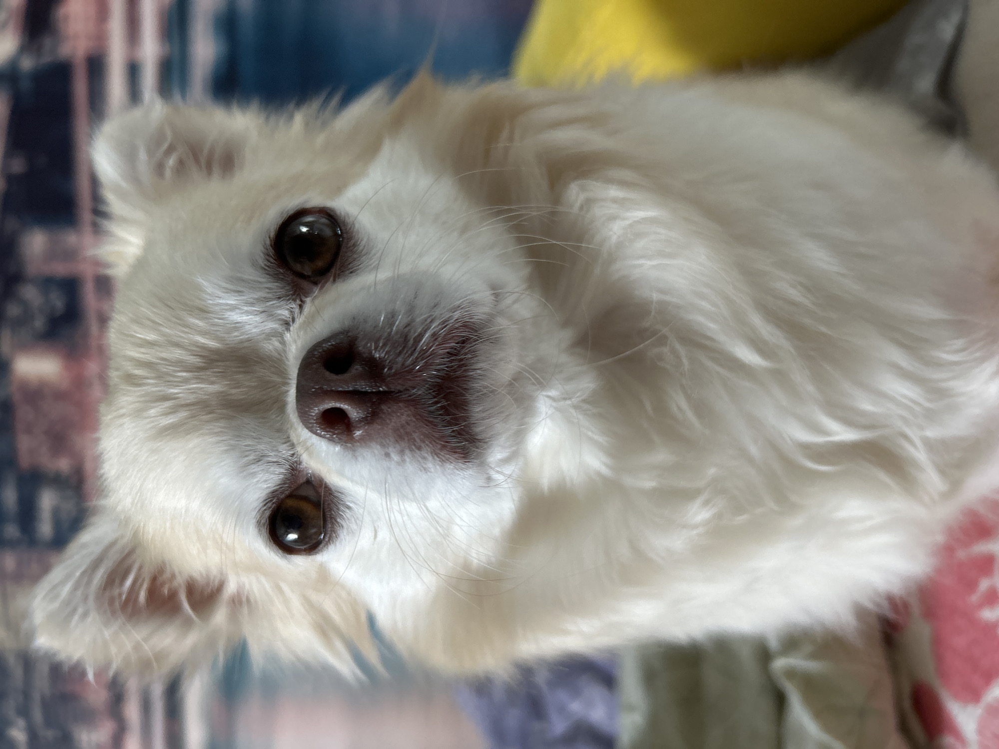 The image is a close-up, head-on portrait of a long-haired, cream-colored chihuahua. The dog has large, dark brown eyes, a dark brown nose, and prominent whiskers. Its ears are pointed and slightly fanned out. The dog's fur is fluffy and appears soft. The background is blurred, with hints of muted colors, possibly indicating a domestic setting. There is no indication of the location being in Usol'e, Russia.