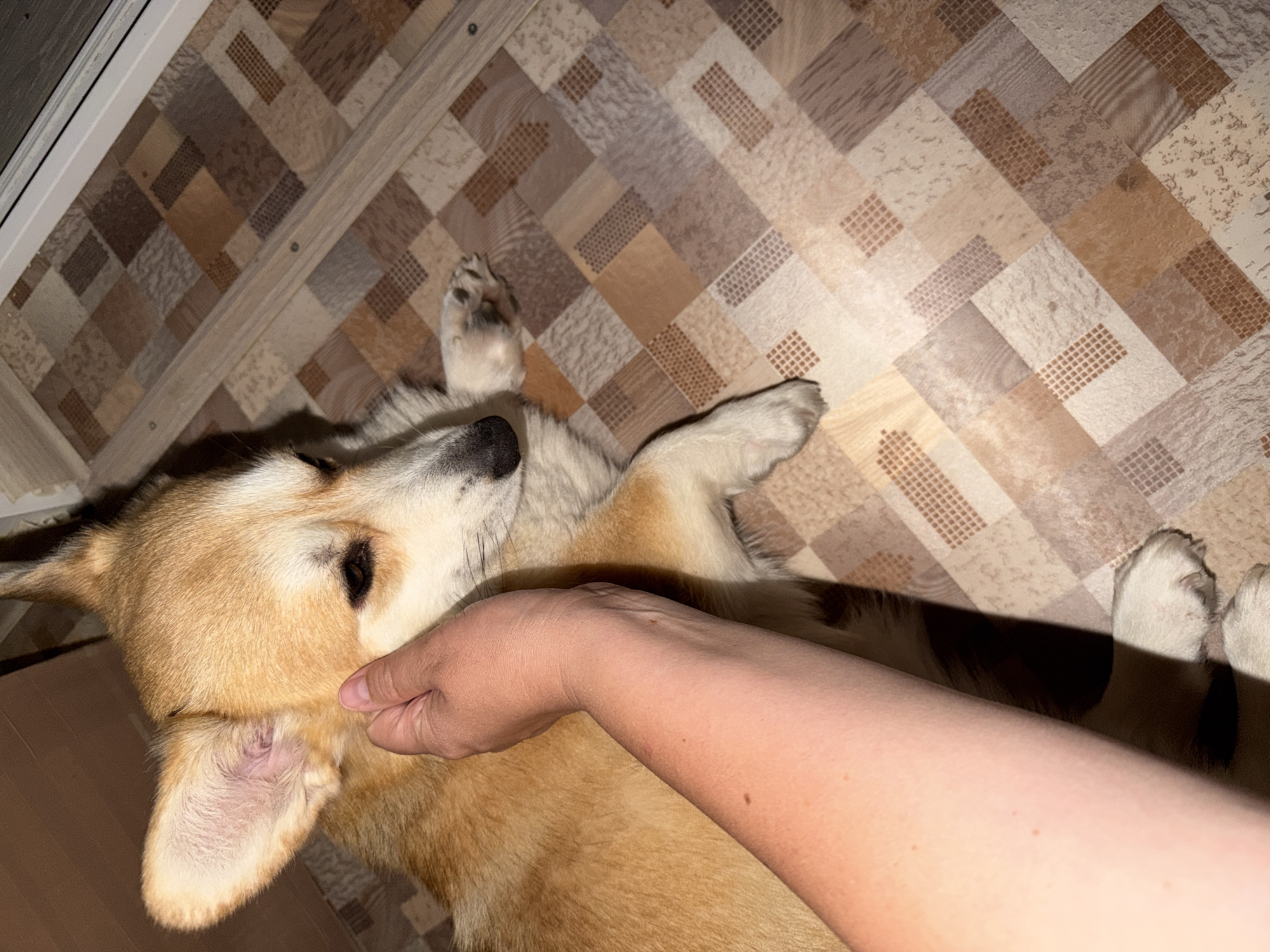 A person's hand is gently petting a tan and white Corgi dog that is lying on a patterned floor. The dog's eyes are partially closed, and it appears relaxed. The floor is made of square tiles in various shades of brown, beige, and white, arranged in a diamond pattern. The lighting suggests it may be indoors, possibly in a home environment. The scene is static and does not provide any specific information about the city of Chaikovsky, Russia, as it is a generic indoor setting.