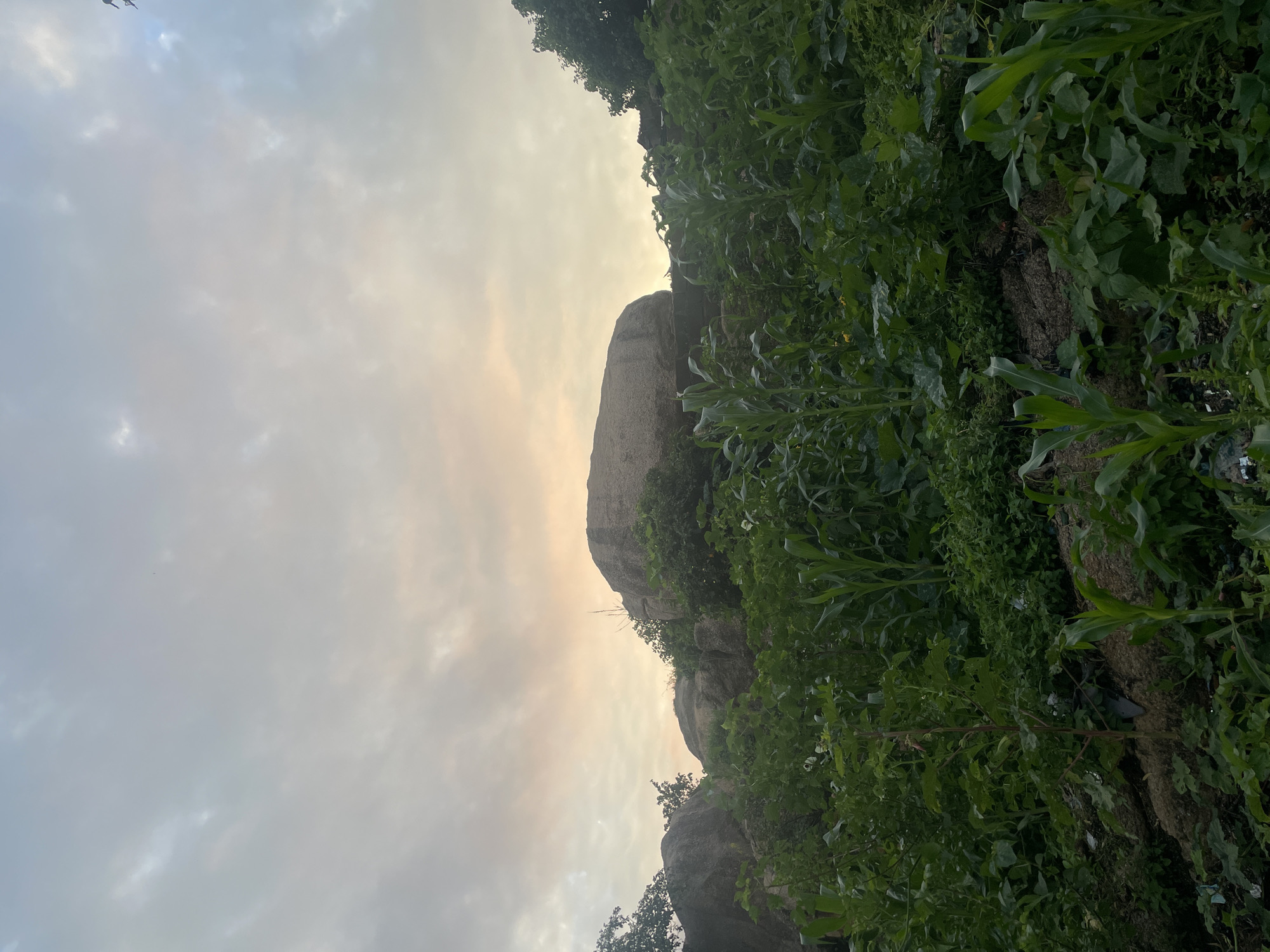 This is a wide-angle, low-angle shot of a rocky outcrop and dense vegetation, likely taken in Jos, Nigeria. The sky is overcast with diffused light, suggesting either dawn or dusk. In the foreground, a variety of green plants, including what appears to be corn stalks, are growing thickly on a rocky slope. Behind the vegetation, large, weathered boulders form the prominent feature of the landscape, with trees and more rocks visible on the right side of the frame. The overall impression is of a natural, somewhat untamed environment on the outskirts of a settlement.
