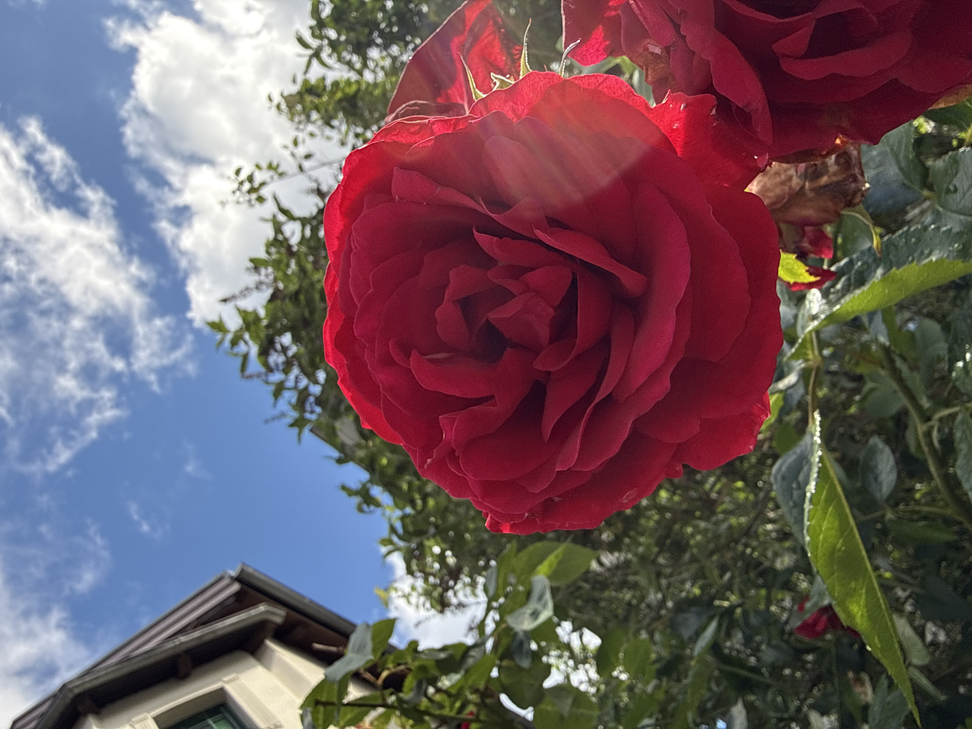 An extreme close-up, low-angle shot captures a vibrant red rose in full bloom, dominating the foreground. Sunlight streams through the petals, creating a luminous glow and visible light rays. To the left, the corner of a building with a dark-tiled roof and beige siding is visible, along with green foliage. In the background, lush green trees and a bright blue sky with scattered white clouds complete the natural environment. The image is set in the city of Oldenburg, Germany.