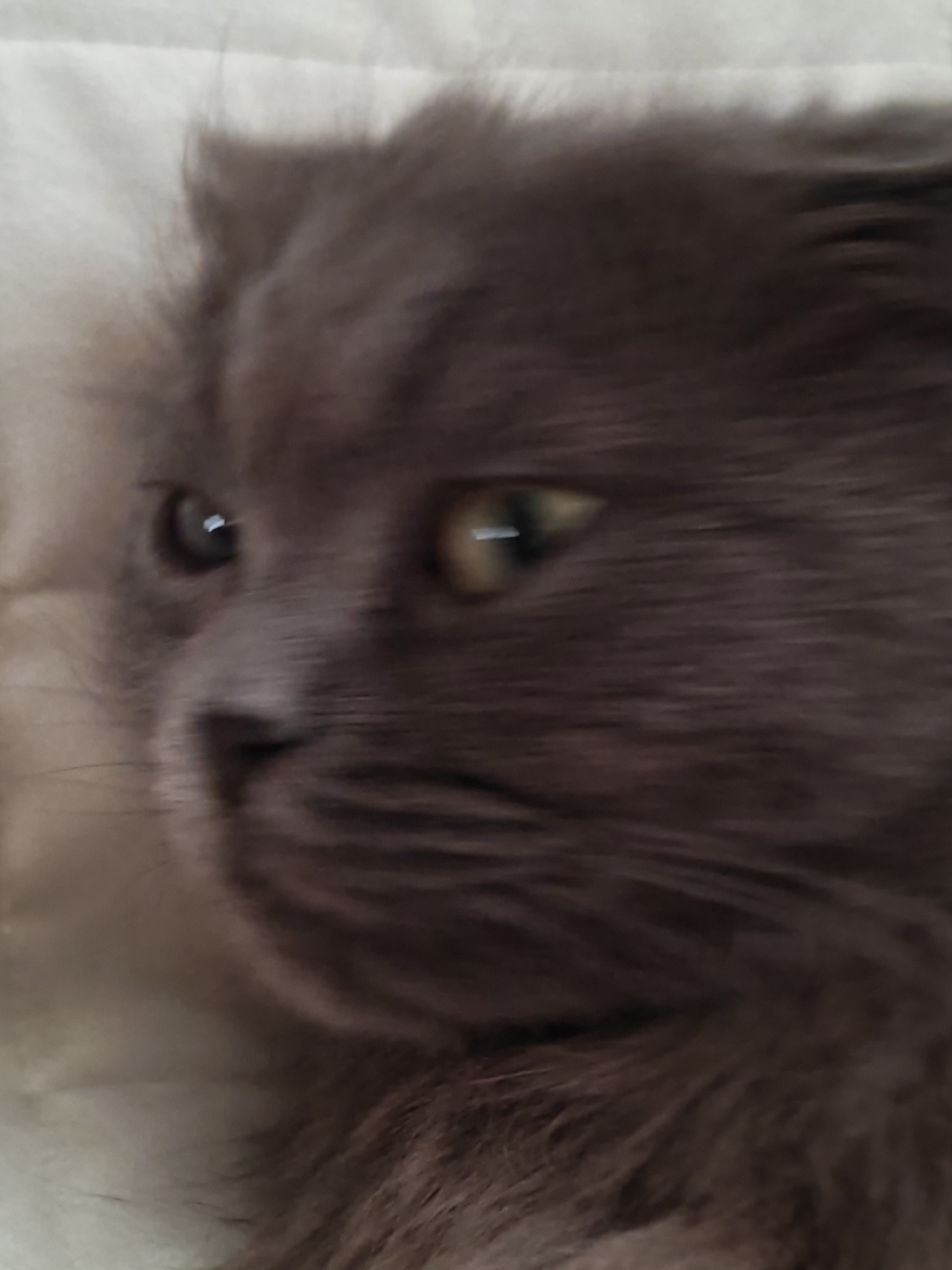 A close-up, blurry image shows the face of a grey cat lying on a light-colored textured surface, possibly a blanket or bedding. The cat's fur is long and appears soft. Its left eye is clearly visible, dark with a bright reflection. The cat's right eye is partially obscured by its fur and appears to be a lighter shade of yellow or green. The cat's nose and whiskers are also visible, though the image lacks sharp focus. The overall impression is of a domestic cat, perhaps resting or in a moment of quiet observation. The lighting is soft, and there are no clear indicators of the time of day, weather, or specific location beyond the indoor setting suggested by the bedding. The image does not contain any visible text.
