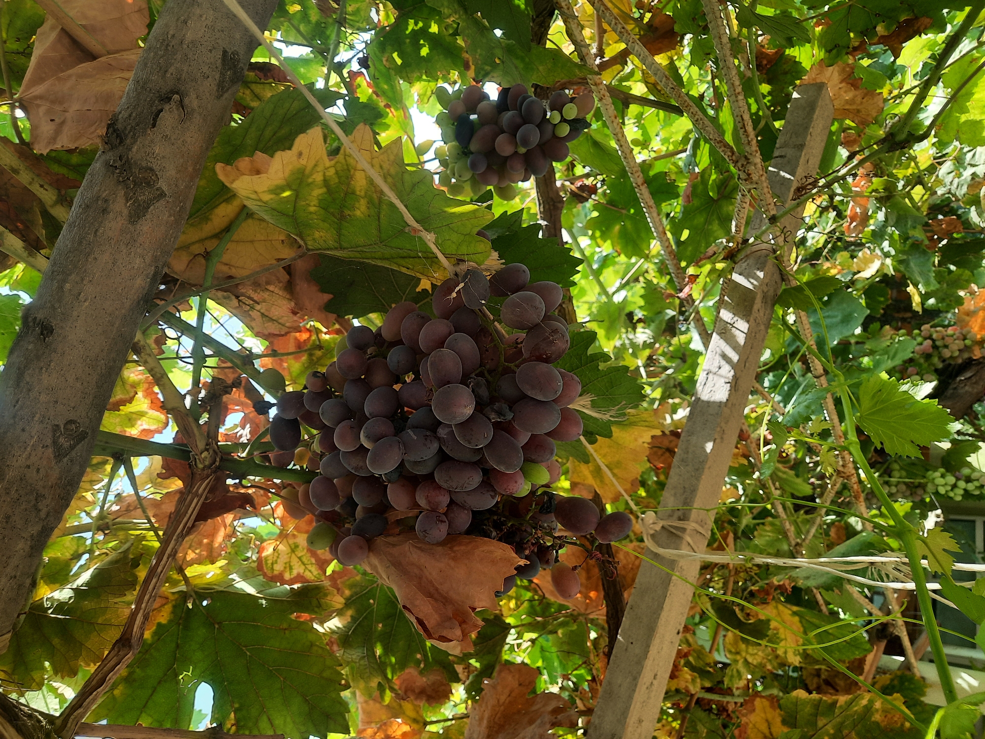 This is a close-up, eye-level, outdoor shot of ripe grapes hanging from a vine. The grapes are a deep purplish-red color and are clustered together, with some lighter green grapes also visible. The vine is supported by a rustic wooden structure and is surrounded by green and yellowing grape leaves, indicating it may be late summer or early autumn. The sunlight filters through the leaves, casting dappled shadows. The background is blurred, suggesting a shallow depth of field, and hints at other foliage and possibly a building. The overall impression is one of abundance and natural beauty, likely in a vineyard or garden setting. The specific location in Vosēobod, Tajikistan, is noted.