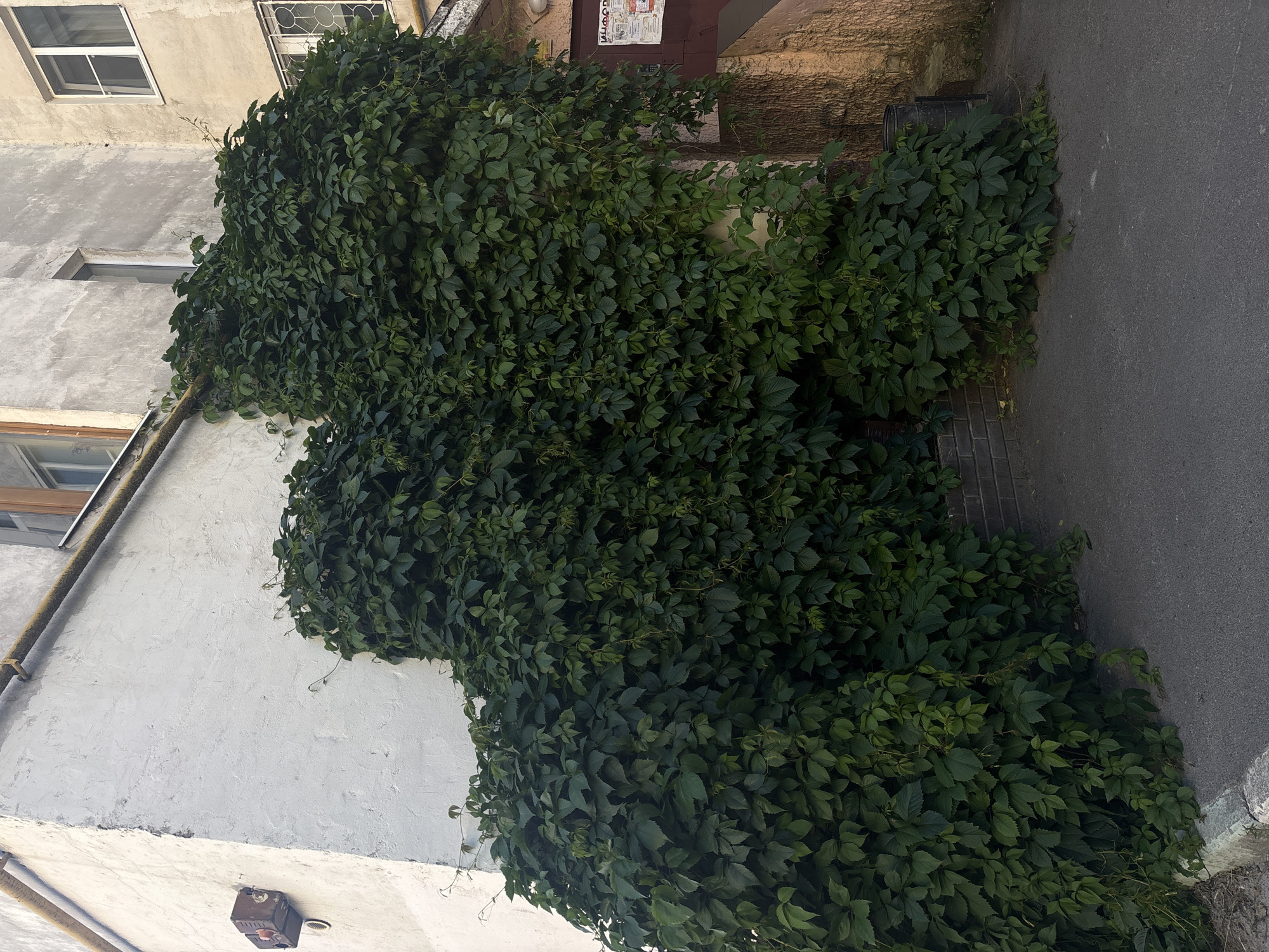 An exterior, eye-level, medium shot captures a corner of a building heavily overgrown with dark green ivy in Yoshkar-Ola, Russia. The ivy cascades down a rough-textured, light-colored wall, obscuring much of the building's facade. A brown electrical box with a red button is mounted on the corner of the building, to the left. The foreground consists of dark asphalt paving with a concrete curb and a thin strip of grass. To the right, the ivy continues to climb, partially concealing a doorway with a brown door adorned with posters and a dark metal trash receptacle. The building appears aged, with visible signs of wear on its exterior.