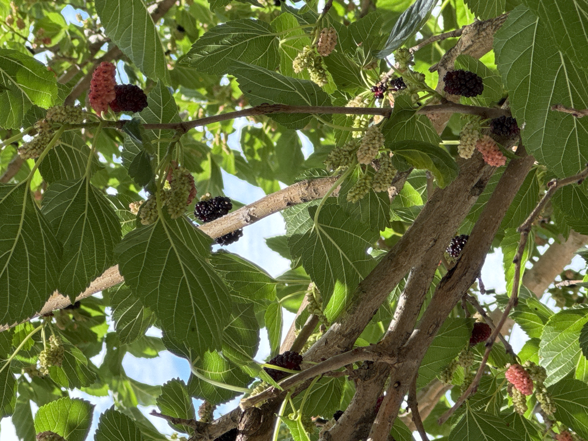 A close-up, vertical shot shows a mulberry tree laden with fruit, ranging from unripe green to ripe black, with some still in the pink ripening stage. The focus is on the branches, leaves, and the developing berries. The branches are rough and woody, supporting large, vibrant green leaves with prominent veins. The mulberries appear in clusters, some elongated and others more rounded, with distinct segments. The background is a soft blur of green foliage and hints of blue sky, suggesting an outdoor, natural setting. The lighting indicates it is daytime, with sunlight filtering through the leaves, creating highlights and shadows. The location is the city of Unknown, Unknown.