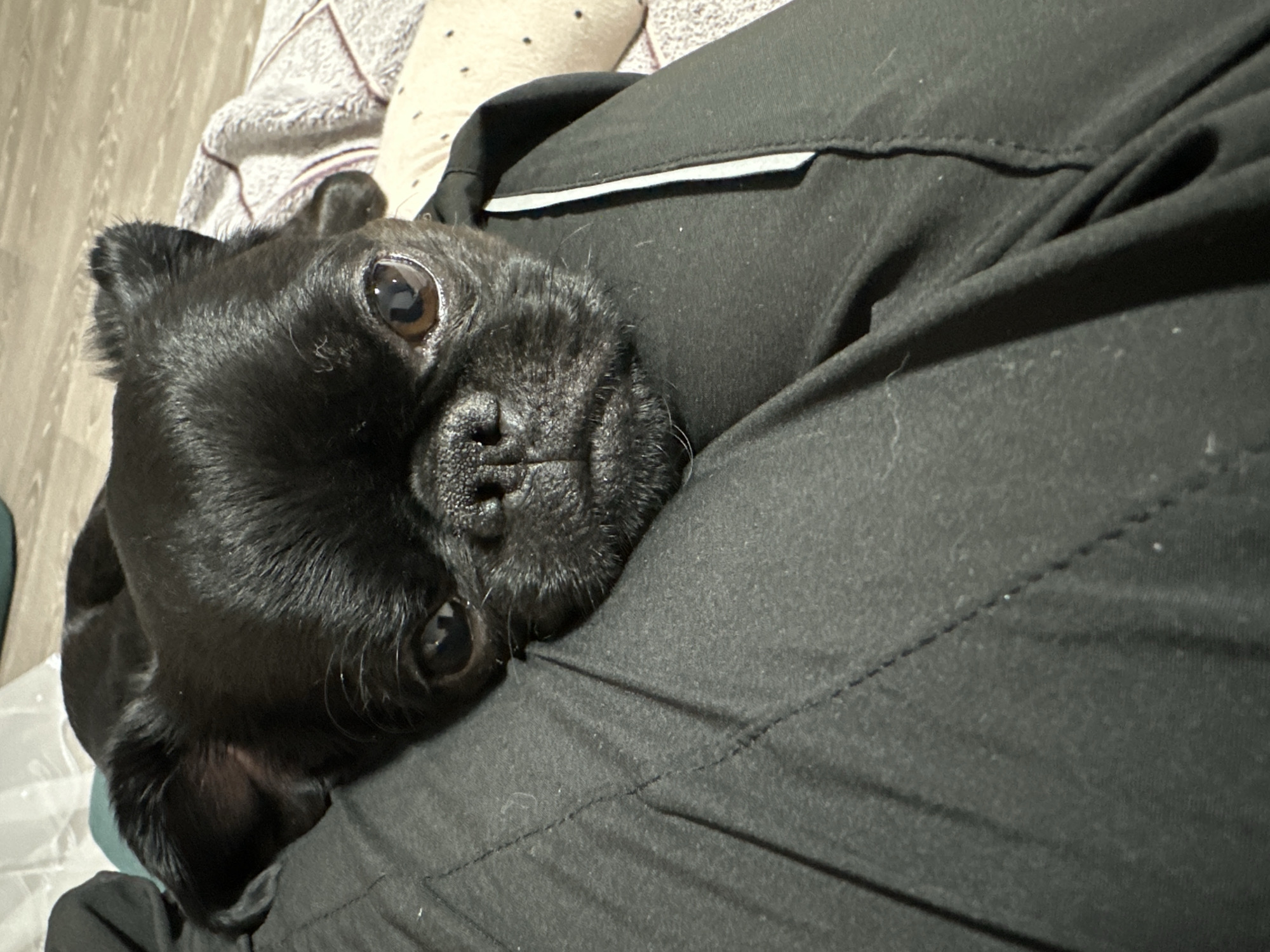A black pug rests its head on a person wearing a black shirt. The pug is positioned on the left side of the image, with its face visible. The person's shirt occupies the majority of the frame, draped over the pug. In the background, a patterned pillow and blanket are slightly blurred. The location is not discernible from the image.