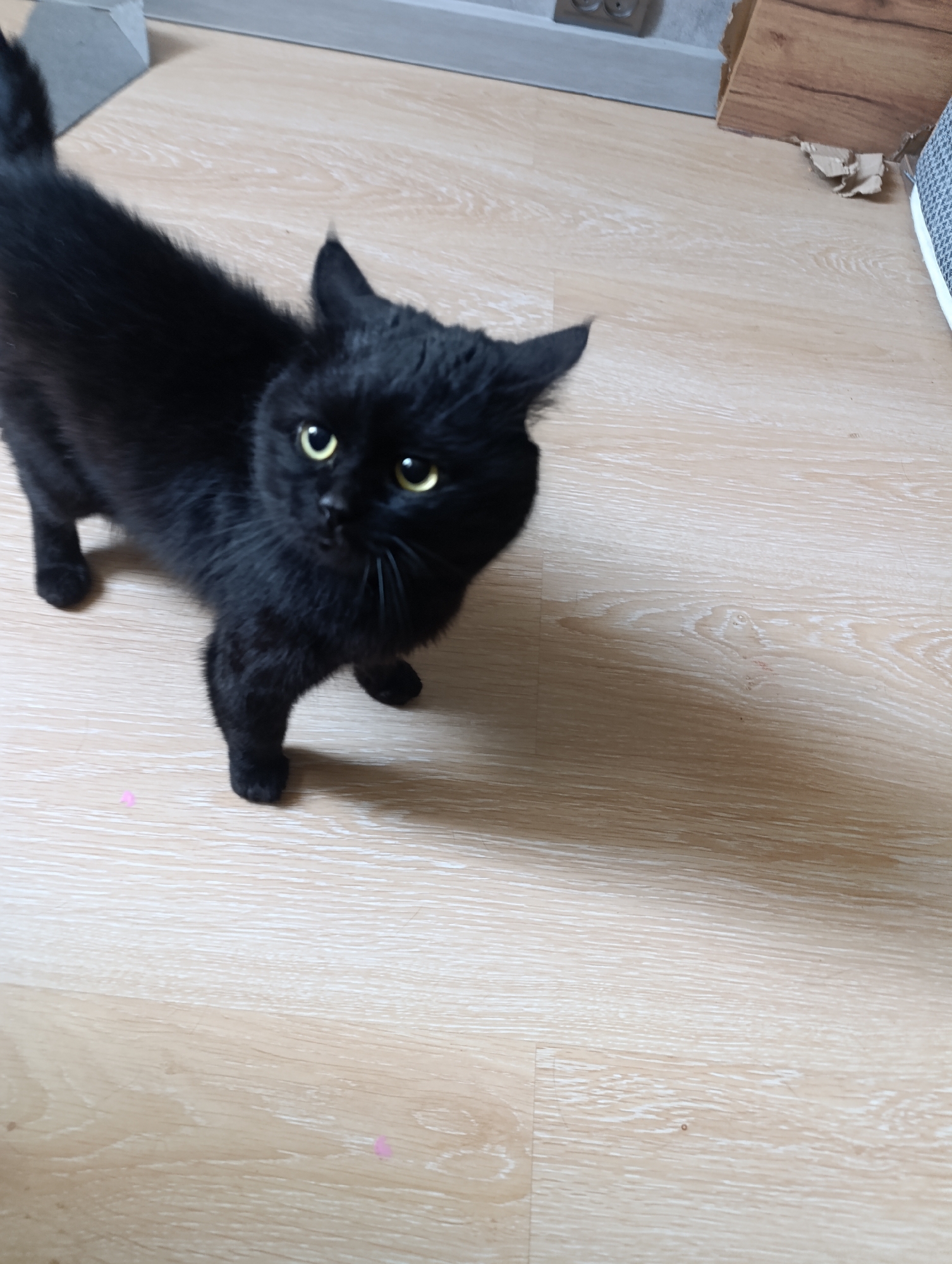 The image shows a black cat standing on a light-colored wooden floor. The cat is facing the camera, and its body is mostly visible. The cat has bright yellow eyes and appears to be looking directly at the viewer. The floor has a visible wood grain pattern. In the background, there are some electrical outlets on a light-colored wall and what appears to be a piece of torn cardboard. The image does not provide any specific information or visual cues that would allow for its location to be determined within the city of Zlatopil, Ukraine.