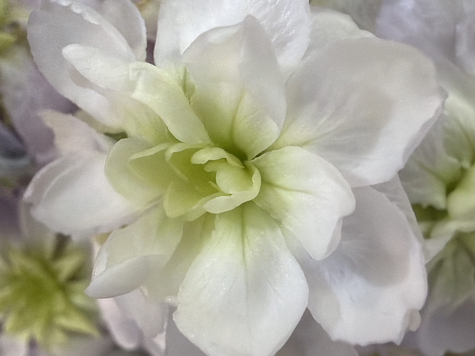 The image captures a detailed, close-up view of a multi-petaled flower, likely a double-flowered variety, dominated by shades of white and light green. The central part of the flower features tightly packed, frilly petals in a soft lime green, gradually transitioning to broader, pure white petals towards the outer edges.
The petals exhibit a delicate, slightly translucent quality, with subtle veins visible on their surfaces. Numerous tiny, glistening specks, resembling dew drops or a fine crystalline texture, are scattered across many of the petals, enhancing their fresh appearance. The lighting is soft and diffused, highlighting the intricate details and textures of the flower.
The background is heavily blurred, creating a shallow depth of field that focuses attention entirely on the main subject. In the blurred background, hints of very pale purple or lavender and additional muted green tones can be seen, suggesting the presence of other flowers or foliage.
There are no people, objects other than the flower, or specific events taking place. No particular time of day or weather conditions are explicitly indicated, though the soft illumination suggests natural light. The location cues are limited to the botanical nature of the subject. No visible text is present.