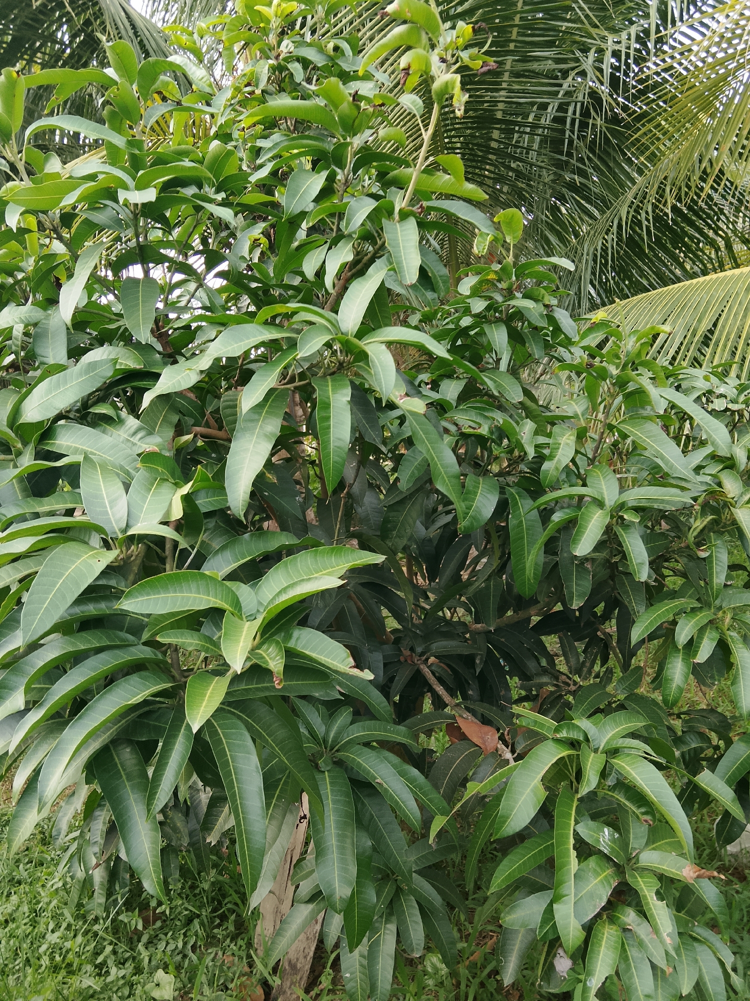 In a lush outdoor environment, a vibrant mango tree with abundant green leaves dominates the frame. The leaves are elongated and pointed, displaying a glossy texture and varying shades of green. Some leaves are clustered together, while others are spread out, creating a dense canopy. Interspersed among the mango leaves are the feathery fronds of a coconut palm tree, suggesting a tropical or subtropical setting. The background reveals more foliage, indicating a natural or cultivated green space. The ground beneath the tree is covered in grass and other low-lying greenery. The image captures a close-up view of the mango tree's foliage, highlighting its rich texture and verdant appearance. The scene is set in Kruenglingka Barat, Indonesia, a location known for its tropical climate and abundant vegetation.