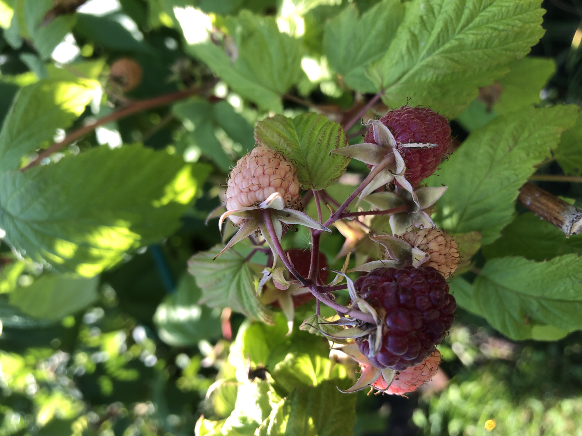 A close-up, eye-level, outdoor shot captures a cluster of raspberries on a thorny branch, set against a backdrop of lush green leaves and dappled sunlight. One ripe, deep red raspberry hangs prominently in the foreground, its drupelets distinctly visible. To its left and right, and above, are several pale pink, unripe raspberries, their texture also finely detailed. The thorny branch is a muted brown, and the sepals of the raspberries are a pale green-brown. The background is softly blurred, indicating a shallow depth of field, with hints of more green foliage and some bokeh effects from the sunlight. The scene appears to be a garden or a wild bush in the city of Oryol, Russia, bathed in natural light.