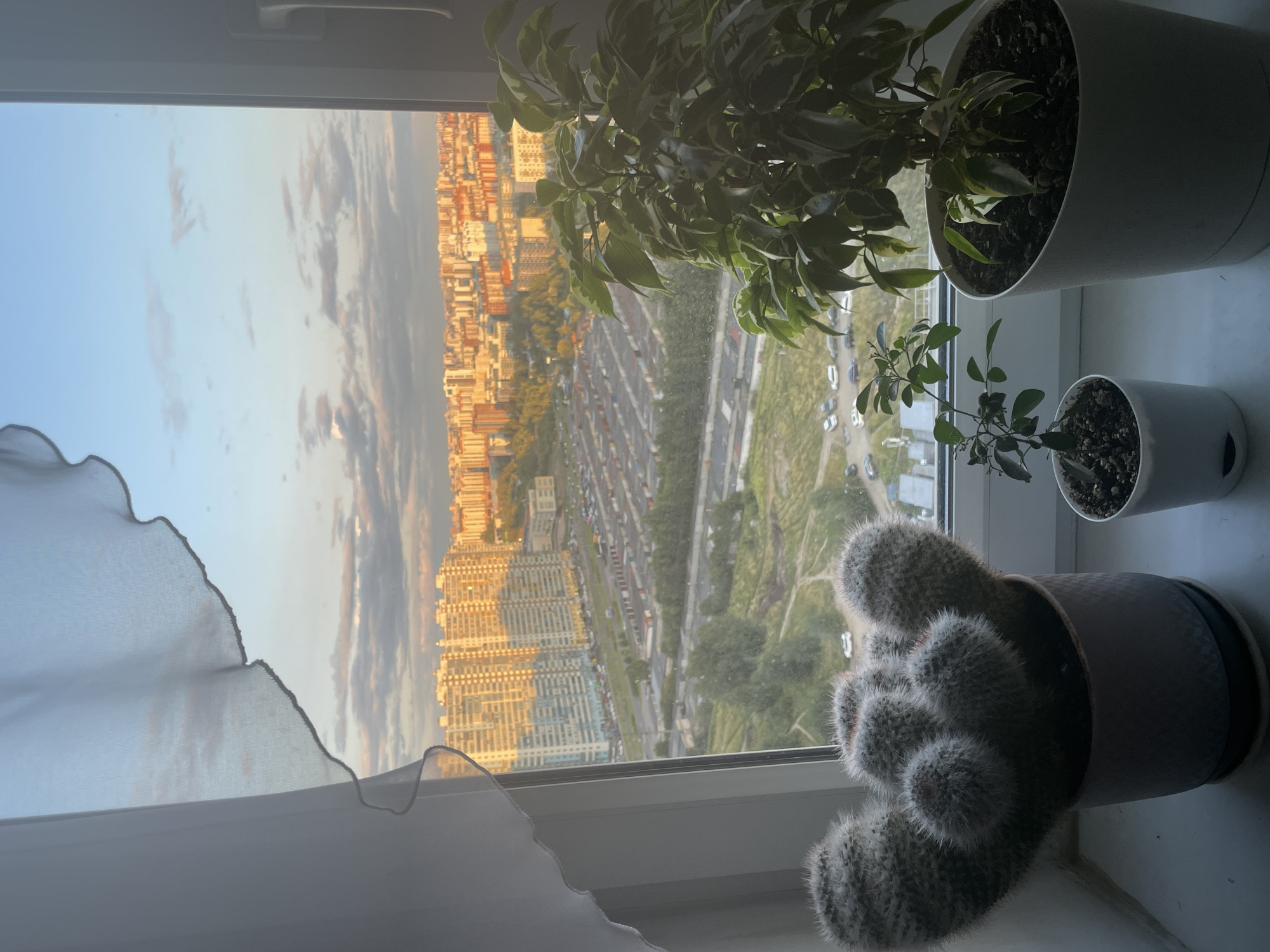 In an urban environment, a window offers a view of a city skyline at sunset. Two potted plants, a cactus and a leafy plant, sit on the windowsill in the foreground. The cactus is large and fuzzy, with multiple rounded arms. The leafy plant is taller and has variegated green and white leaves. Behind the plants, the window reveals a sprawling city with numerous apartment buildings bathed in the warm glow of the setting sun. In the middle ground, rows of garages and a road with cars are visible, leading to a green, hilly area. The sky above is a gradient of blue, with scattered clouds tinged with pink and orange. A sheer white curtain is partially drawn across the top left of the window, creating a soft, ethereal frame for the scene. The image appears to have been taken from a high vantage point within an apartment building.