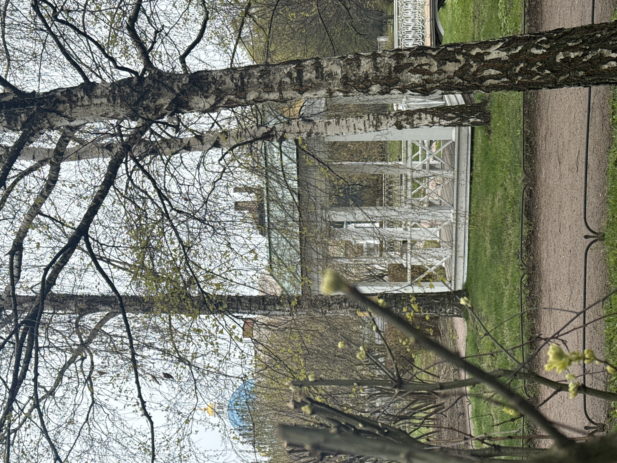 This media file presents an outdoor scene in a park or garden, captured during early spring. The image, which is rotated 90 degrees clockwise, prominently features several birch trees with their distinctive white and dark, peeling bark. Their branches are mostly bare, but scattered with emerging light green leaves and buds, indicating the nascent season.
In the midground, partially obscured by the trees, stands a white, ornate gazebo or pavilion. This structure displays decorative railings and pillars, suggesting a classical architectural style. Further in the background, peeking through the tree canopy, is a distinct blue dome, topped with a golden finial, likely belonging to a church or cathedral. Other building elements are faintly visible through the branches.
The ground consists of a dirt or gravel path running alongside a patch of green grass. A dark metal fence or railing is visible along the edge of the path. The lighting is diffused, suggesting an overcast daytime. There are no people visible in the scene, and no visible text. The overall atmosphere is tranquil and evokes the quiet awakening of nature in an urban park, consistent with an early spring setting in Saint Petersburg, Russia.