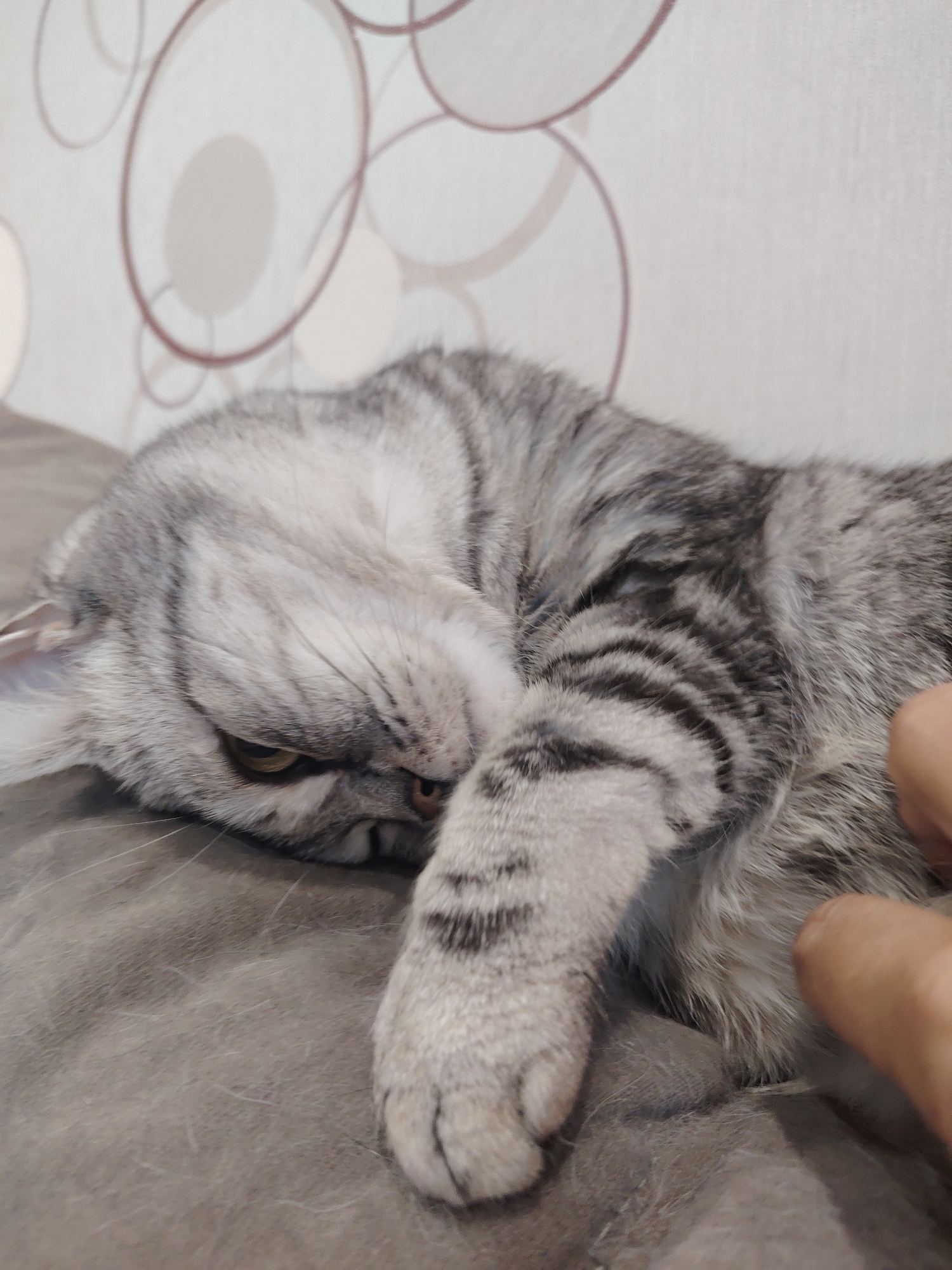 A silver tabby cat is lying on a grey surface, its head turned to the left. The cat's fur has a striped pattern. A human finger is touching the cat's tail area. The background shows a wall with a circular pattern.