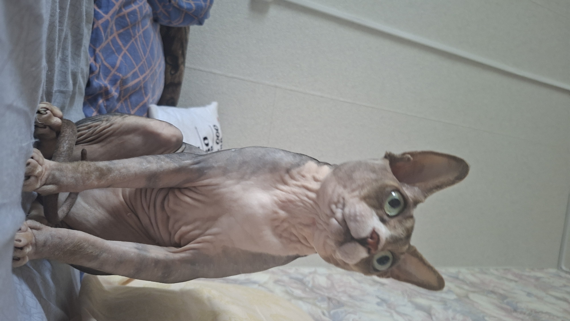 A Sphynx cat is sitting on a bed in an indoor setting. The cat is grey and white with large ears and green eyes. It is looking upwards to the right. Behind the cat, there is a white pillow with text and a blue patterned pillow. The bed is covered with grey and blue bedding. The background consists of a light-colored wall with some patterned wallpaper. The overall environment appears to be a bedroom. The specific location in Забалоцкі сельскі Савет, Belarus, is not discernible from the image.