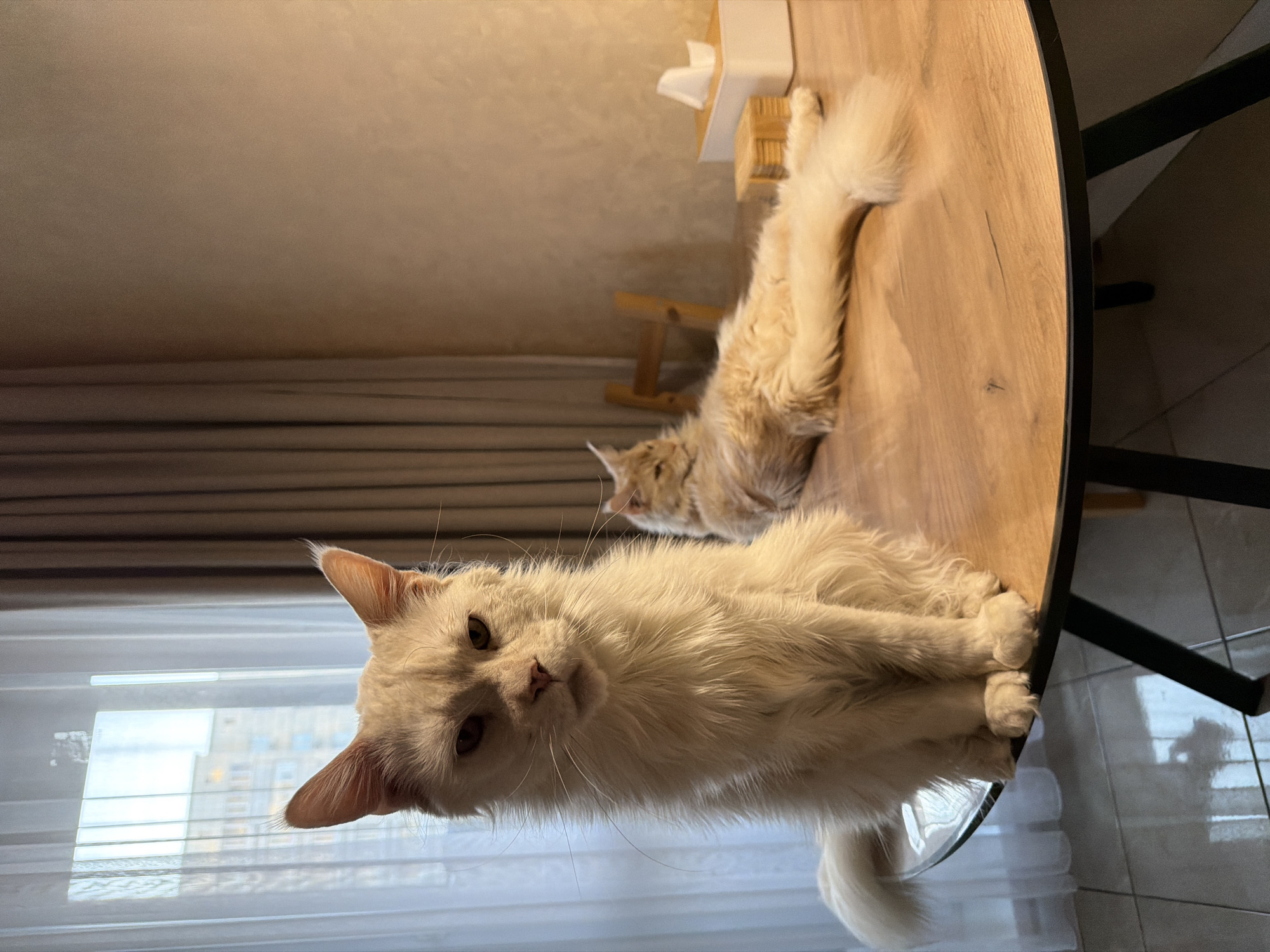 A medium, eye-level shot, rotated 90 degrees clockwise, depicts two light-colored cats on a round, wooden table. The cat in the foreground is predominantly white, with its head oriented toward the viewer, and its body positioned along the edge of the table. A longer, light-brown cat is sprawled out further back on the table near a tissue box. The setting is indoors, as indicated by the curtains and window to the left, revealing buildings that are consistent with the architecture of Kazan, Russia. The table has a black metal frame. The floor is tiled.
