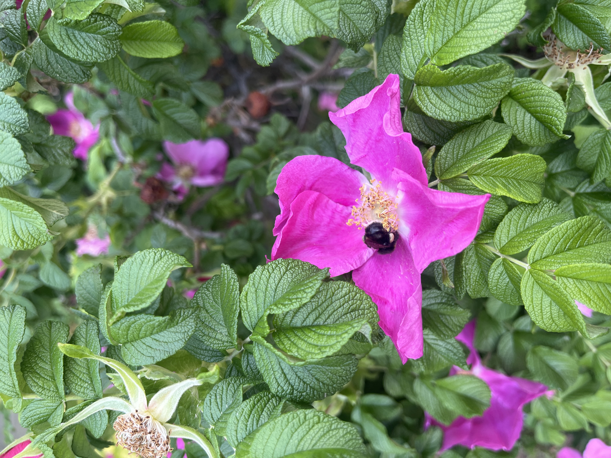 The image shows a close-up of a bright pink flower with four petals, surrounded by green leaves. A bee is positioned in the center of the flower, near the stamen. Several other pink flowers, slightly out of focus, are visible in the background. The setting appears to be outdoors, in an area with dense foliage.