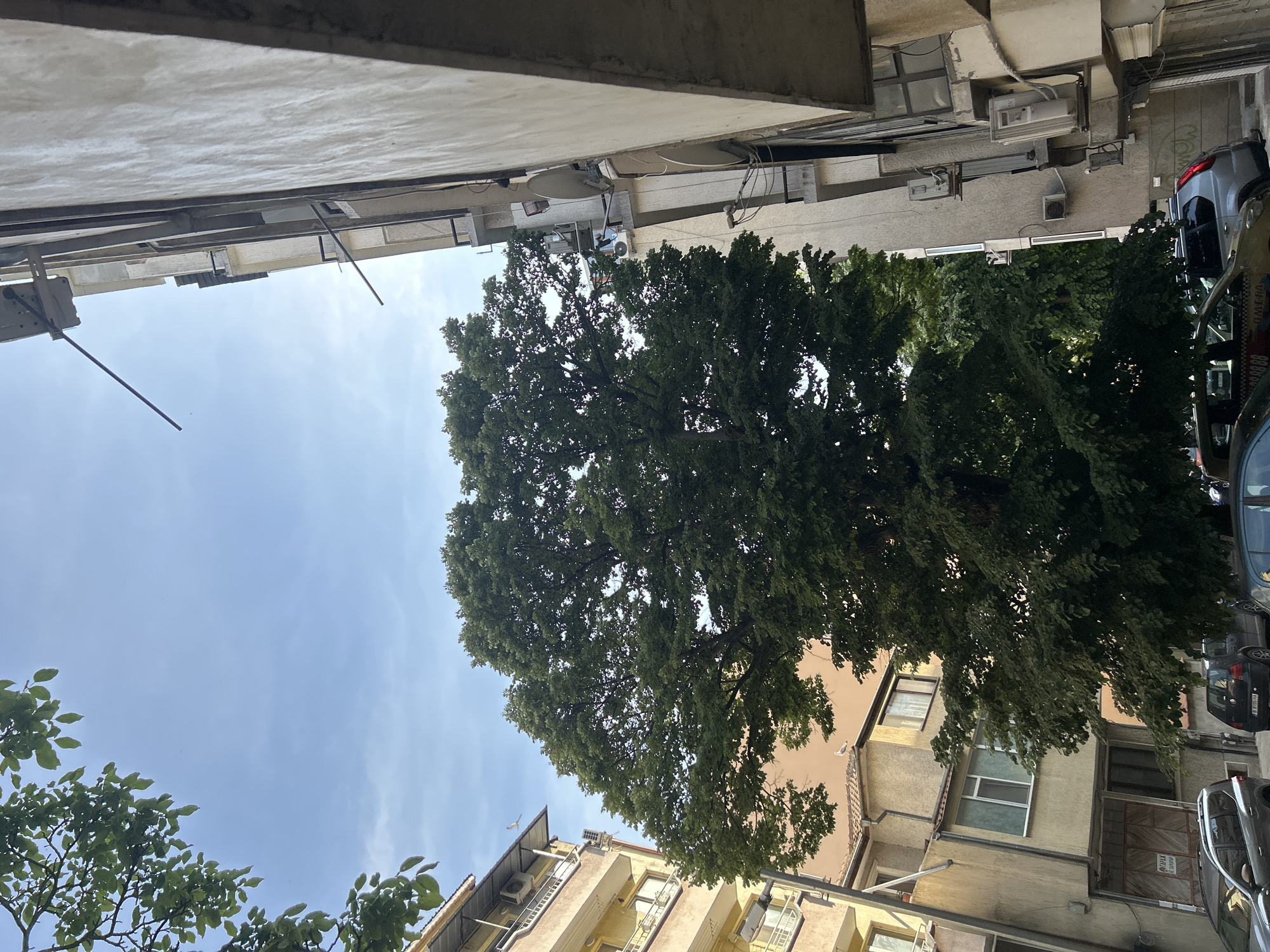 The image displays an upward-angled, street-level view within an urban setting identified as Varna, Bulgaria, under a clear blue sky with minimal cloud cover, indicating daylight conditions.
A large, mature deciduous tree with dense green foliage dominates the central and lower-middle sections of the frame, its canopy extending broadly and partially obscuring structures behind it.
To the left, a multi-story building with a light yellow-beige rendered facade is visible. It features multiple balconies with white railings, windows, and several external air conditioning units mounted on its exterior. A portion of a tiled, sloped roof is visible at the upper left.
To the right, a multi-story building with a light grey concrete or stucco facade is positioned at an acute angle to the viewer, showing its side. This structure exhibits multiple grey parabolic satellite dishes, numerous air conditioning units, and black metal railings on visible ledges or balconies. A metal pole or antenna extends upward from its higher levels.
In the middle distance, behind the central tree, another building with a light beige or orange facade and a visible brown-tiled roof is present. A white bird is perched on this roof. Another white bird is captured in flight in the upper left quadrant of the sky.
At the bottom of the frame, several vehicles are partially visible, parked on what appears to be a street or paved area. These include a dark grey SUV, a black car displaying a Bulgarian license plate "B 1061 XA" (a Sofia registration code), and part of a taxi sign with the number "88" on another vehicle. A sign with the text "ГАРАЖ" (Garage) is affixed to the lower section of one of the buildings. No human figures are distinctly visible.