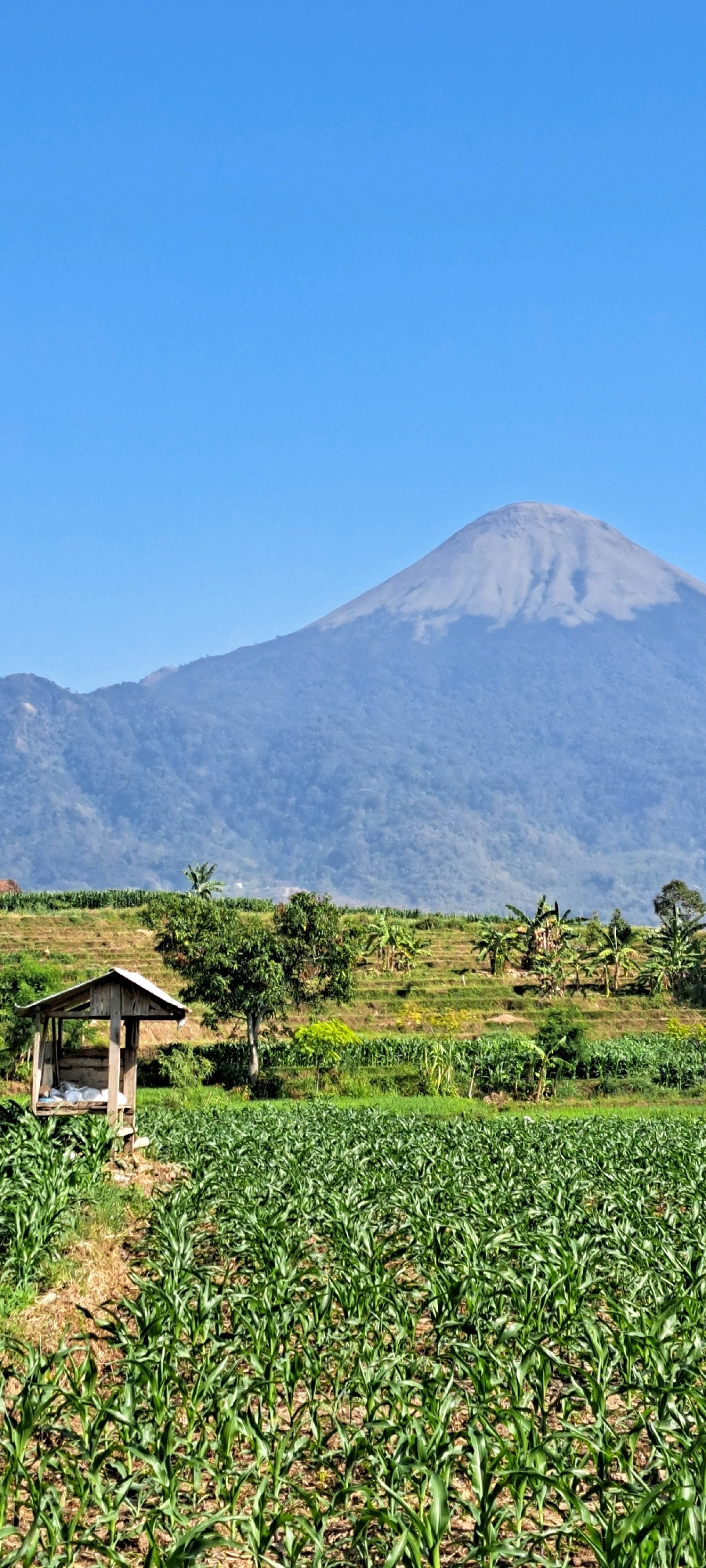 In the city of Sekarjoho, Indonesia, a vibrant agricultural landscape unfolds under a clear, bright blue sky. In the foreground, a meticulously cultivated field of young corn plants stretches across the frame, their lush green leaves creating a dense carpet of vegetation. To the left of the cornfield, a small, rustic wooden shelter with a corrugated metal roof stands as a humble resting place. Beyond the corn, the land rises into terraced hillsides, dotted with trees and more vegetation. In the distance, a majestic mountain looms, its slopes covered in a soft haze, with its peak barely visible against the azure sky. The scene is a testament to the fertile land and the agricultural life of Sekarjoho, a serene vista of nature and human cultivation.