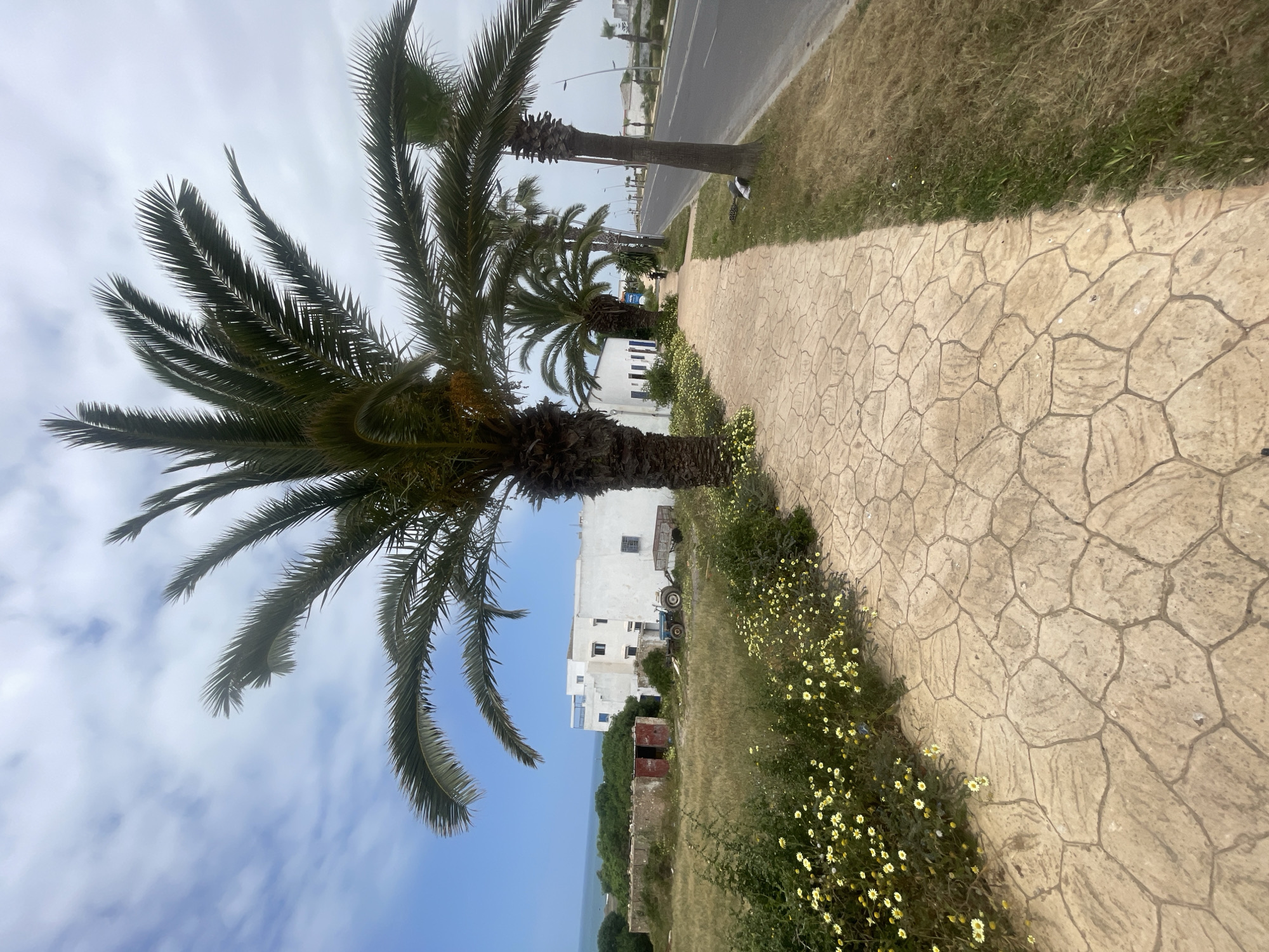 This image captures a daytime scene along a coastal road in Loualidia, Morocco, under a partly cloudy sky. The photograph is taken with a vertical orientation but displayed horizontally.
In the foreground, a textured paved path, light in color and resembling a cracked earth pattern, runs along the right side of the frame. Adjacent to the path, a strip of ground features a mix of green and drier grass, densely dotted with small, bright yellow flowers.
Multiple mature palm trees with thick trunks and long, fanning fronds are prominent in the midground and to the left, partially obscuring the view beyond. To the right of the path, a paved road extends into the distance, lined with sparse streetlights and distant vehicles.
In the background, several white multi-story buildings are visible, some with blue window accents. Near these structures, a blue tractor and what appear to be other construction or utility items are situated. Beyond a stretch of green foliage, the expansive blue ocean meets the horizon. The sky is a blend of pale blue and scattered white clouds, suggesting a mild, bright day. The scene is devoid of people and discernible text, creating a peaceful and quiet coastal landscape.