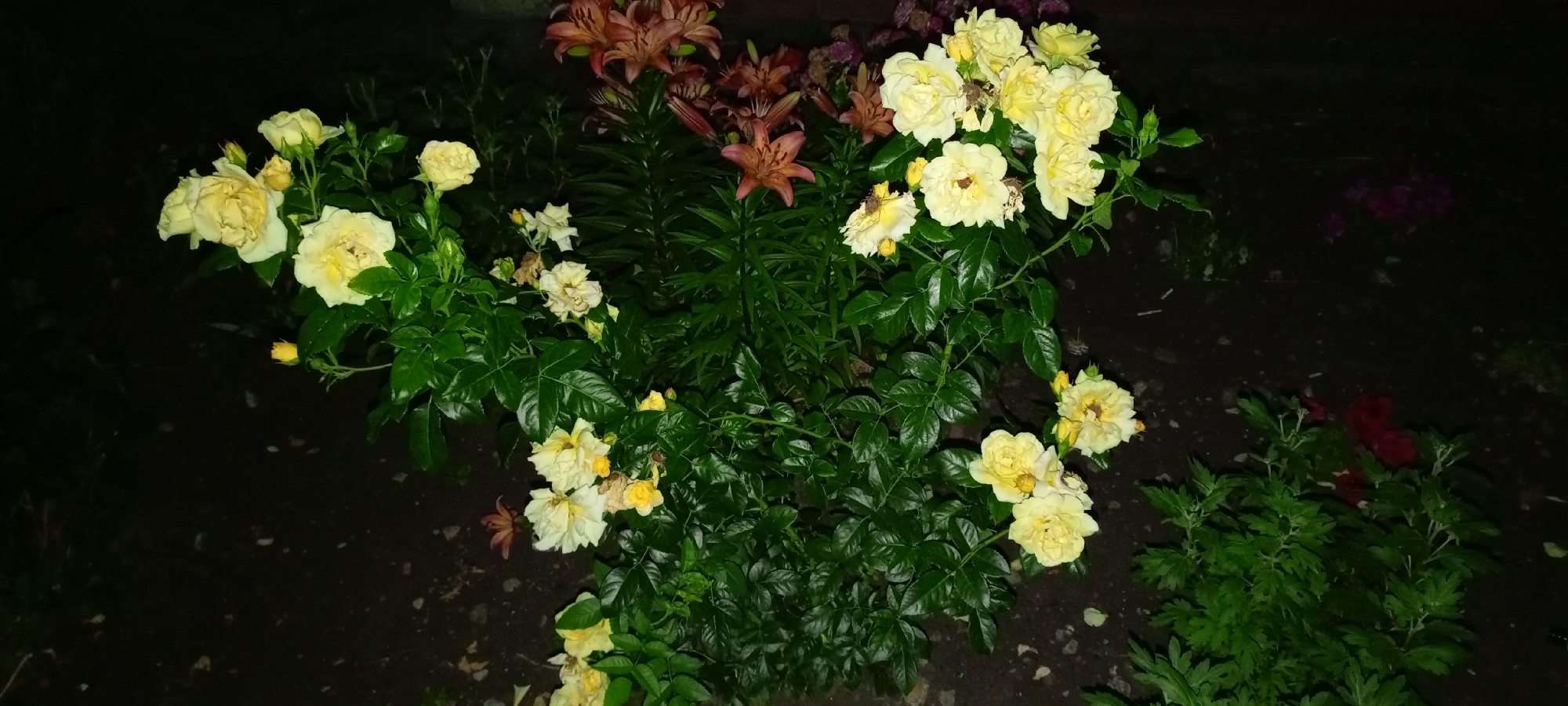 In Kirsanov, Russia, a nighttime photograph captures a cluster of pale yellow roses in bloom, their petals slightly tinged with cream. The roses are a prominent subject, situated in the foreground and midground, with several clusters of open blooms and developing buds visible on green stems and foliage. Behind the roses, a bed of dark soil forms the ground. In the background, glimpses of other flowers can be seen; several lily-like blooms with orange and dark pink petals are present, as are some dark red and purple flowers. The overall setting appears to be a garden or a landscaped area, with the lighting suggesting it is evening or nighttime.