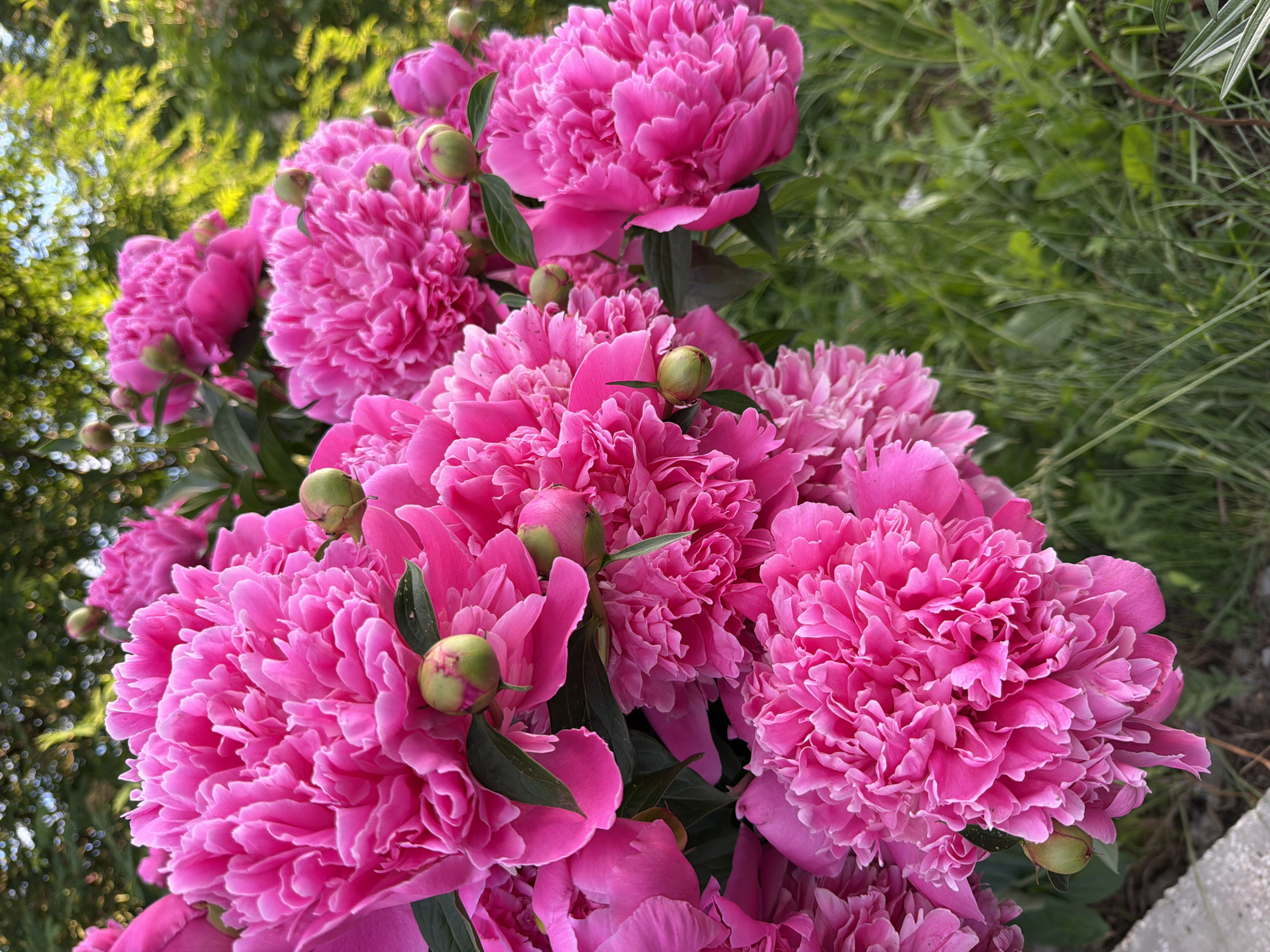 The image depicts a dense cluster of vibrant fuchsia-pink peonies in an outdoor garden setting. Multiple large, fully bloomed flowers with intricate, ruffled petals dominate the frame, exhibiting a rich, uniform magenta hue. Interspersed among the open flowers are several spherical green buds, some showing initial hints of pink at their tips, accompanied by dark green, ovate leaves. The background consists of a heavily blurred expanse of green foliage and grass, with varying shades indicating natural sunlight and shadow. A light gray concrete edge is visible in the lower-left foreground, suggesting a path or border. No individuals, animals, or specific actions are present. The location is Unknown, Unknown.