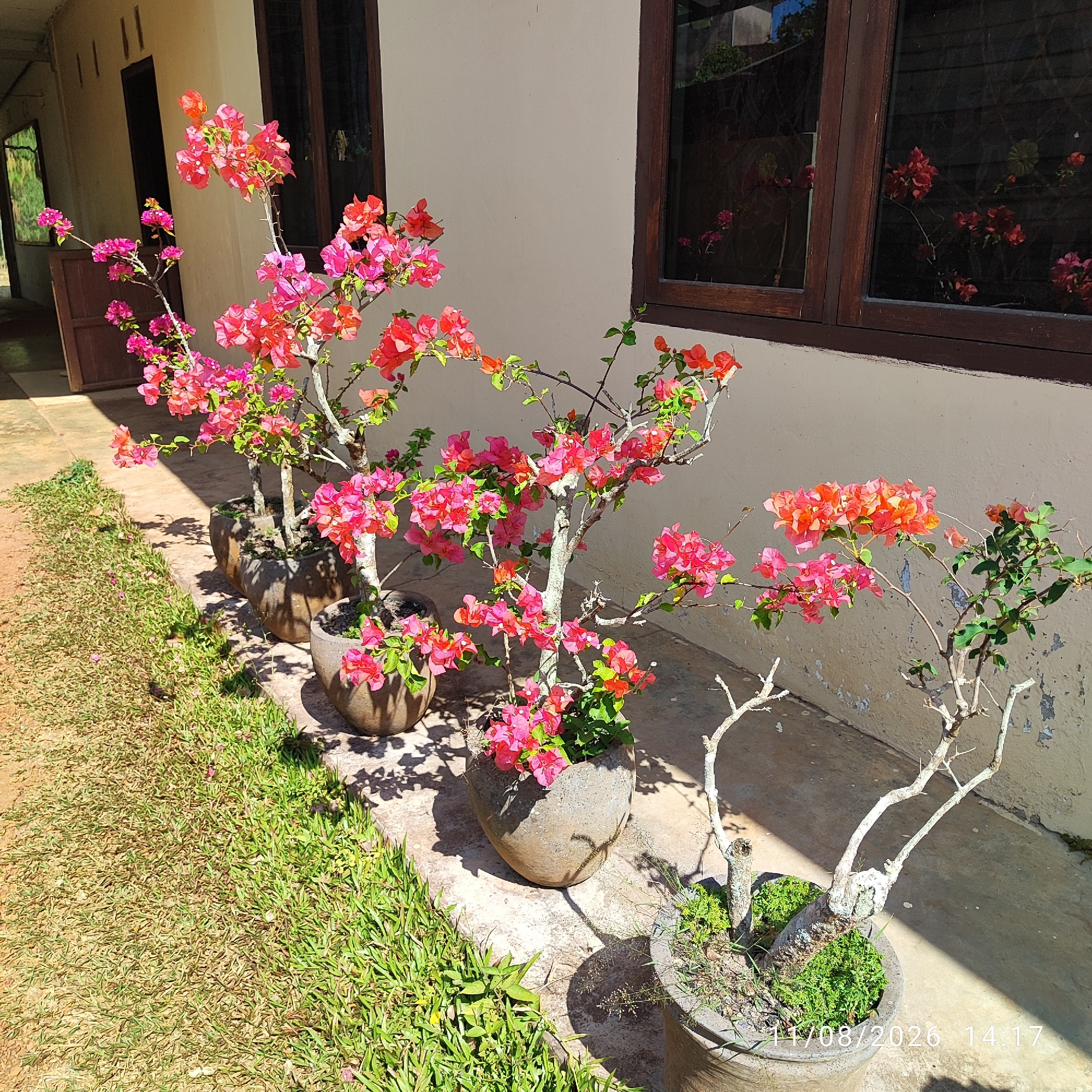 In Pembaharuan, Indonesia, four potted bougainvillea plants with vibrant pink and orange blooms are arranged in a line along a concrete pathway in front of a light-colored building. Two large windows with dark wooden frames are visible on the building's exterior. The pathway is bordered by green grass on the left and is partially shaded by sunlight casting shadows. The plants are in weathered, round pots. A timestamp "11/08/2026 14:17" is visible in the lower right corner of the image.