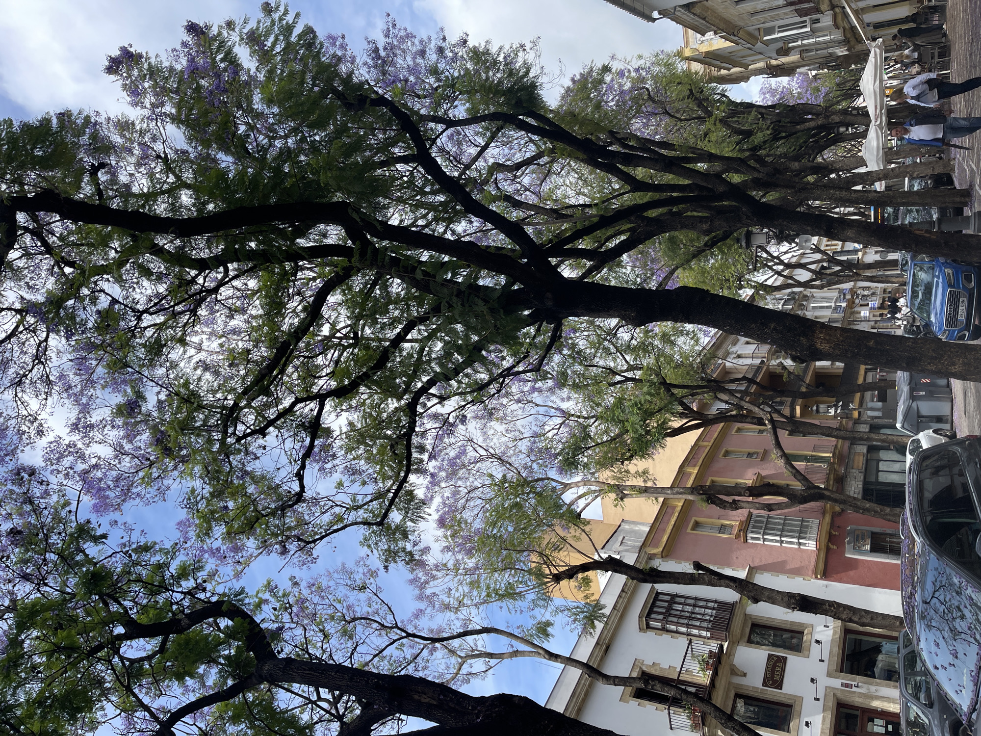 Captured from a low angle, the image depicts a street scene in Jerez De La Frontera, Spain. The street is lined with Jacaranda trees in full bloom, their purple flowers creating a canopy overhead, partially obscuring a blue sky. Buildings with traditional Spanish architecture flank the street, featuring facades of white, yellow, and pink with balconies and windows. Pedestrians are visible, walking along the sidewalks. Cars are parked along the street, including a blue Audi with a visible license plate. An awning suggests a cafe or restaurant along the street.